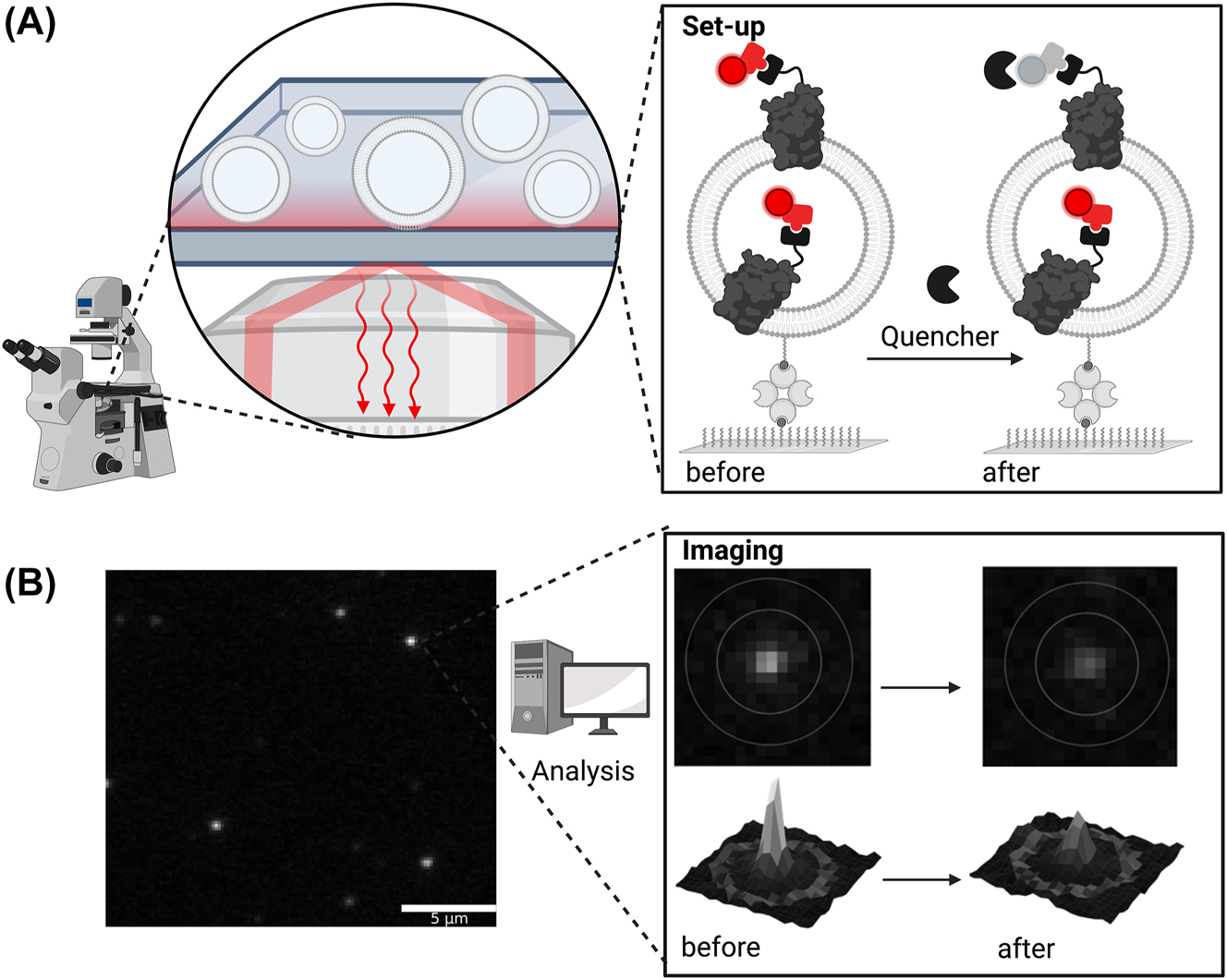 Figure 6: 
Fluorescence-bleaching approach on the single vesicle level. (A) Proteoliposomes are immobilized on a surface-inactivated dish via biotin-avidin interaction. Liposomes can be detected via lipid marker (not shown) and proteins via protein marker (red), respectively. The addition of dithionite reduces accessible fluorophores of the protein marker, which allows determination of orientation; (B) exemplary microscopy images of the protein marker as an overview (left) and zoom-in (before and after dithionite addition, right). Depending on the number of proteins with an attached fluorophore, the intensities of the single liposomes spots vary. Upon addition of dithionite, outward-facing dyes are quenched resulting in the loss of overall fluorescence when all protein copies are orientated outwards, partial loss if orientation is mixed, or no loss when the tagged side is facing the vesicle lumen.
