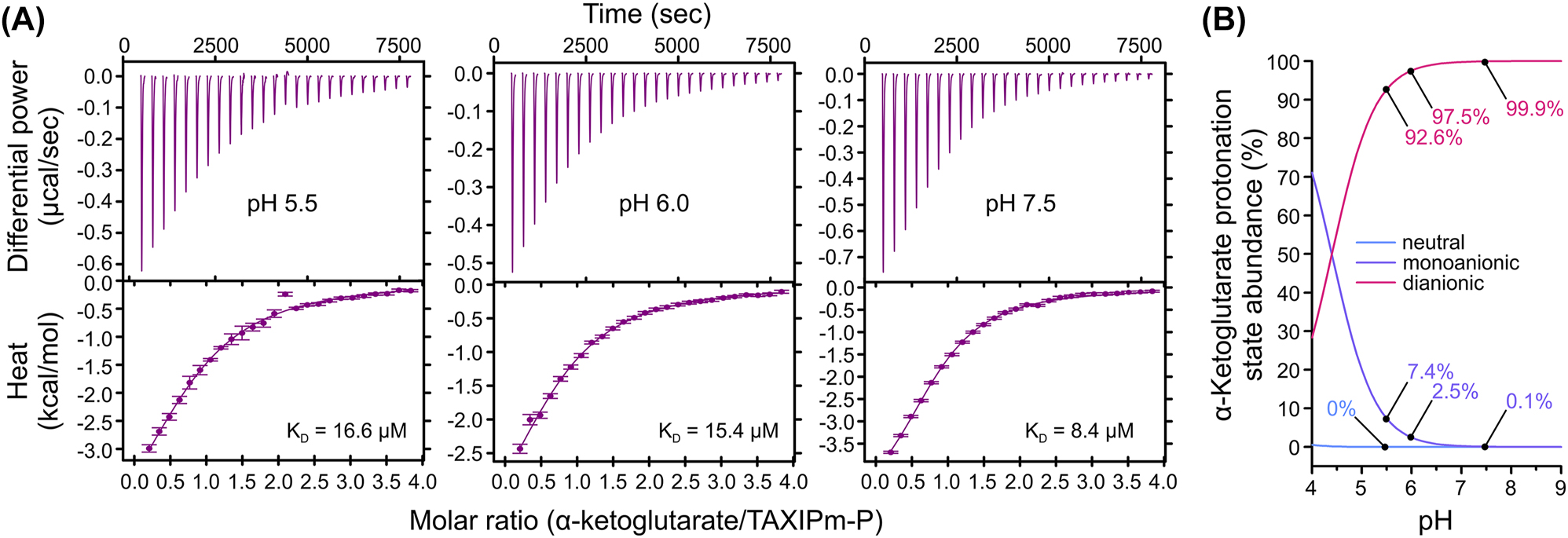 Figure 2:
pH-dependence in binding affinity of α-ketoglutarate to TAXIPm-P examined by ITC. (A) Top panels show the background-corrected raw heat exchange data associated with α-ketoglutarate binding to TAXIPm-P at pH 5.5 (left panel), pH 6.0 (middle panel), and pH 7.5 (right panel). Lower panels show the binding isotherms obtained from the integration of the heat pulses, normalized per mole of injection, and fitted by a one-site binding model. Individual KD values are indicated. (B) Percentage of abundance of the different α-ketoglutarate protonation states as a function of pH.