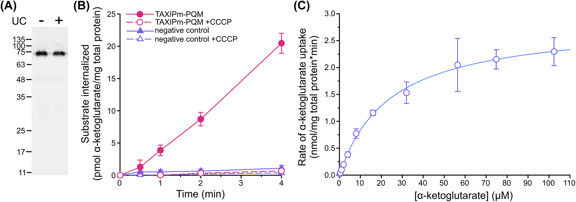 Figure 3:
Cell-based transport assay for TAXIPm-PQM. (A) Assessment of the TAXIPm-PQM folding state upon expression in E. coli BW25113(ΔkgtP). In gel GFP fluorescence analysis of DDM-solubilized whole cell lysates before (minus) ultracentrifugation and the supernatant following ultracentrifugation (plus). (B) Time-dependent uptake of 2 µM α-ketoglutarate in E. coli BW25113 (ΔkgtP)/pEXC3sfGH-TAXIPm-PQM in the presence or absence of 10 µM CCCP. Curves represent average values with standard errors of triplicates. Control samples express TAXIMh-PQM from Marinobacter hydrocarbonoclasticus in order to impose a similar degree of physiological stress from protein overexpression. (C) Kinetics of α-ketoglutarate uptake in E. coli BW25113 (ΔkgtP)/pEXC3sfGH-TAXIPm-PQM. Datapoints represent average values with standard errors of duplicates. The data were fitted to the Michaelis–Menten equation.
