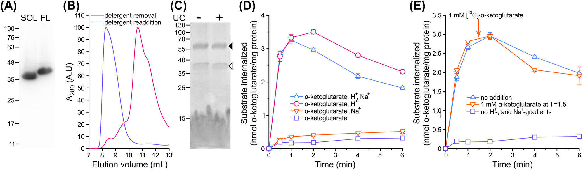 Figure 4: 
In vitro transport assay for TAXIPm-PQM. (A) Western blot analysis of whole cell lysate from E. coli MC1061 expressing TAXIPm-P as soluble protein (SOL) or as full-length protein (FL). Proteins were detected using an anti-His antibody. (B) Size-exclusion chromatography of full-length TAXIPm-P, initially purified in the presence of 0.005% (w/v) Triton X-100. Purple and pink traces indicate the sample run in the absence of detergent, and subsequent analysis following addition of 0.2% (w/v) DM, respectively. (C) Assessment of the reconstitution efficiency of TAXIPm-PQM. Coomassie-stained SDS-PAGE of DDM-solubilized proteoliposomes before (minus) ultracentrifugation and the supernatant following ultracentrifugation (plus). Black and white arrows indicate TAXIPm-QM and full-length TAXIPm-P, respectively. (D) Time-dependent uptake of 10 µM [14C]-α-ketoglutarate into TAXIPm-PQM proteoliposomes at 20 °C. H+, Na+, and α-ketoglutarate refer to inwardly-directed proton- (out: pH 6.0; in: pH 7.5), Na+- (out: 50 mM Na+; in: 50 mM K+; symmetrical pH 7.5 unless otherwise stated), and α-ketoglutarate-gradients (out: 10 µM; in: 0 µM; symmetrical pH 7.5 unless otherwise stated). (E) Uptake of 10 µM [14C]-α-ketoglutarate into TAXIPm-PQM proteoliposomes at 20 °C driven by a proton-gradient. Arrow indicates the timepoint at which 1 mM [12C]-α-ketoglutarate was added to the sample indicated by the orange trace. Datapoints in (D) and (E) represent average values with standard errors of triplicates.
