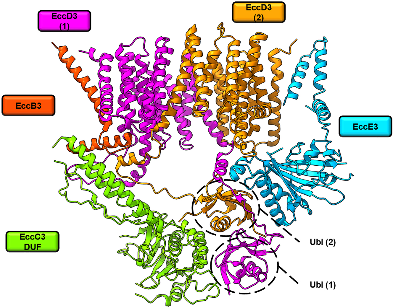 Figure 4:
Structural model of a protomer of the ESX-3 membrane-embedded core complex. Cryogenic electron microscopy (cryo-EM) structure of the ESX-3 protomer of M. smegmatis (Protein Data Bank (PDB) ID 6SGZ) at 3.9 Å resolution. The EccD3 dimer (magenta and orange) functions as the scaffold of the protomer and plays a central role in its organization. Only the domain of unknown function (DUF) of EccC3 is shown, as the other ATPase domains were not resolved in this structure.