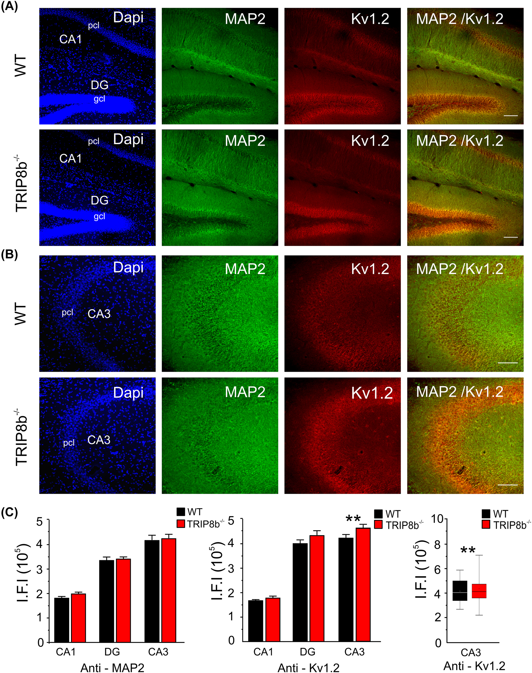 Figure 1:
Expression analysis of Kv1.2 channels in the hippocampus of WT and TRIP8b
−/−
mice. (A and B) Immunofluorescence staining of the hippocampus (coronal sections, 40 µm) comparing the expression of MAP2 (guinea pig (gp) – anti-MAP2, 1:500) and Kv1.2 (rabbit (rb) – anti-Kv1.2, 1:500) between WT and TRIP8b
−/−
mice (n = 3 WT vs. n = 3 TRIP8b
−/−
mice, respectively). Dapi staining was used to determine cell nucleus. Note the moderate (CA1, CA3) to strong (DG) expression of Kv1.2 in the hippocampus. Scale bars indicate 100 µm. The areas cornu ammonis 1 (CA1), cornu ammonis 3 (CA3), dentate gyrus (DG), granule cell layer (gcl) and pyramidal cell layer (pcl) are indicated. Expression analysis was performed on pcl of the CA1 (A) and CA3 (B) and gcl of the DG (A). (C) Bar graphs comparing the intensity of the fluorescence signals (using integrated fluorescence intensity values) for Kv1.2 and MAP2 between WT and TRIP8b
−/−
mice in different hippocampal areas. A significant increase in expression of Kv1.2 was found for the CA3 area of TRIP8b
−/−
mice. The box plot (minimum, mean, median line, maximum) emphasizes the significant difference.