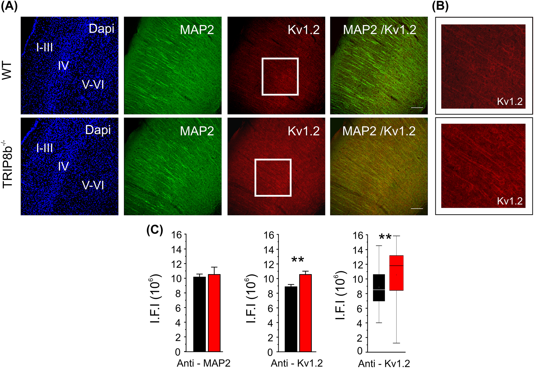 Figure 2:
Expression analysis of Kv1.2 channels in the neocortex of WT and TRIP8b
−/−
mice. Immunofluorescence staining of the somatosensory cortex (SSC, coronal sections, 40 µm) comparing the expression of MAP2 (guinea pig (gp) – anti-MAP2, 1:500,) and Kv1.2 (rabbit (rb) – anti-Kv1.2, 1:500) between WT and TRIP8b
−/−
mice (n = 3 WT vs. n = 3 TRIP8b
−/−
mice, respectively). Expression analysis was performed on cortical layers IV-V. Scale bars indicate 100 µm. (B) Enlarged image showing Kv1.2 expression of the areas defined by the white boxes in (A). Apical dendrites are clearly stained in TRIP8b
−/−
mice (lower panel). (C) Bar graphs comparing the intensity of the fluorescence signals (using integrated fluorescence intensity values) for Kv1.2 and MAP2 between WT and TRIP8b
−/−
mice in SSC. A significant increase in expression was found for Kv1.2 in the SSC of TRIP8b
−/−
mice. The box plot (minimum, mean, median line, maximum) emphasizes the significant difference.