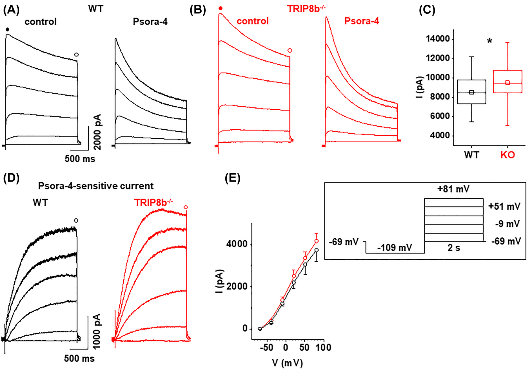 Figure 3:
Outward currents in acutely isolated SSC pyramidal cells from WT and TRIP8b
−/−
mice. (A and B) Families of outward currents evoked by depolarizing voltage steps. The voltage protocol is indicated in the inset. The depolarizing steps varied between −69 and +81 mV (ΔV = 30 mV). Voltage-activated outward currents recorded under control conditions (left panels) and in the presence of Psora-4 (right panels) are shown for WT (A) and TRIP8b
−/−
(B) mice. Points in time for obtaining peak and late current amplitudes for further analysis are indicated by closed and open circles, respectively. (C) Box plot (minimum, mean, median line, maximum) of peak current amplitudes in neurons from WT (black) and TRIP8b
−/−
(red) mice. A significant difference was found between the genotypes. (D) Psora-4-sensitive current components, as difference between the currents measured before and after application of Psora-4 are shown for WT (black traces) and TRIP8b
−/−
(red traces) mice. The point in time for obtaining the late current amplitude for further analysis is indicated by open circles. (E) Late current amplitudes of the blocker-sensitive currents were obtained and plotted against the depolarizing step potentials. Typical outwardly rectifying K+ current-voltage (I–V) plots were obtained for SSC pyramidal cells from WT (black open circles; n = 6) and TRIP8b
−/−
(red open circles; n = 6) mice.