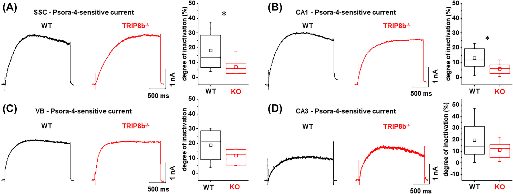 Figure 4:
Inactivation of blocker-sensitive currents recorded from neurons following acute isolation (CA1, SSC, VB) and from brain slices (CA3) from WT and TRIP8b
−/−
mice. (A–D) Psora-4-sensitive current component, as difference between the currents measured before and after application of Psora-4 in SSC pyramidal cells (A), CA1 pyramidal cells (B), VB TC neurons (C) and CA3 pyramidal cells (D). Currents from WT (black traces) and TRIP8b
−/−
(red traces) were evoked by depolarizing steps to +81 mV and +41 mV for isolated neurons (A–C) and cells in brain slices (D), respectively. Box plots (minimum, mean, median line, maximum) of the degree of inactivation in neurons from WT (black; SSC, n = 9; CA1, n = 8; VB, n = 6; CA3, n = 11) and TRIP8b
−/−
(red; SSC, n = 7; CA1, n = 8; VB, n = 7; CA3, n = 11) mice. Significant differences were found between the genotypes for SSC and CA1.