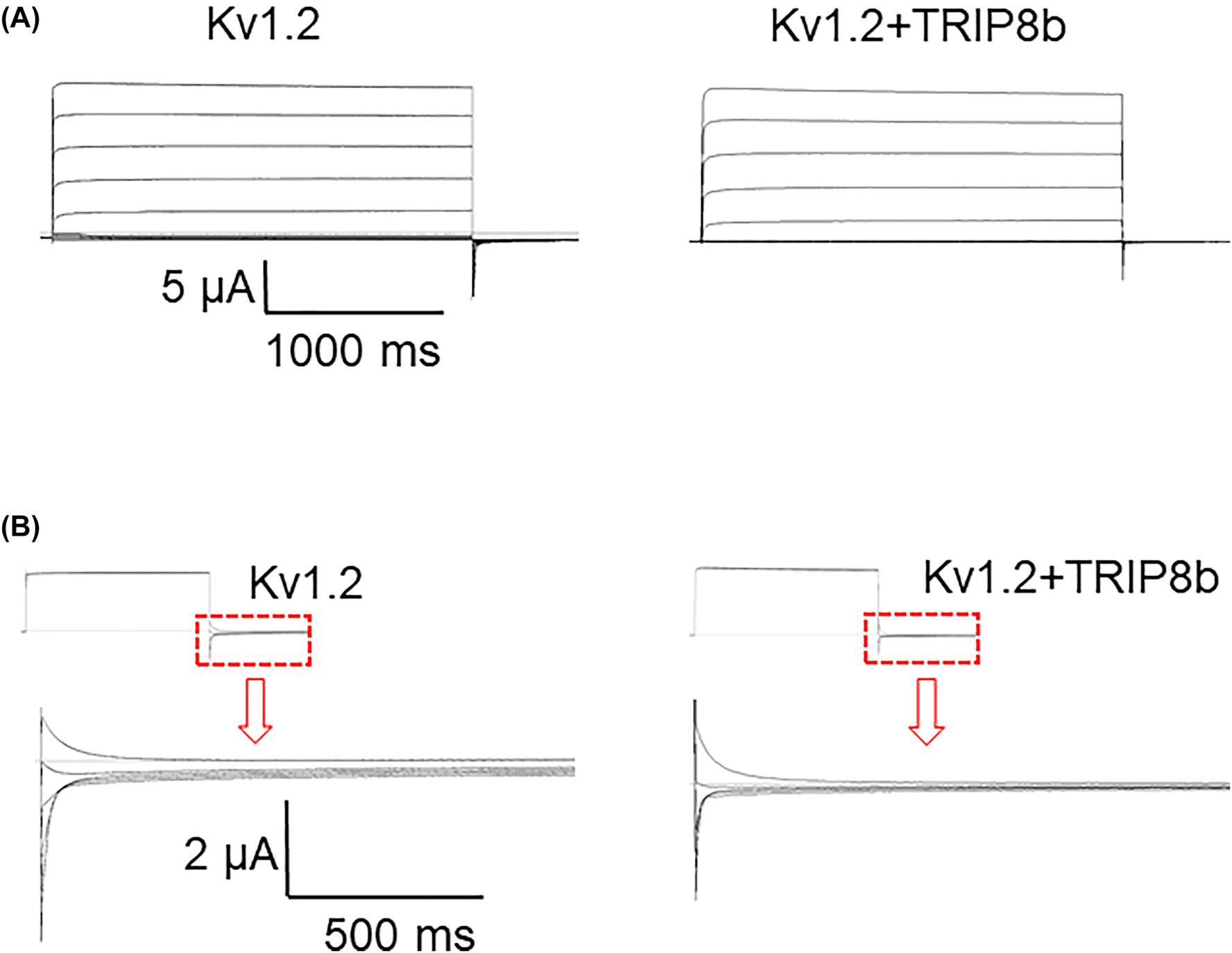 Figure 5:
Co-expression of TRIP8b with Kv1.2 does not induce prominent changes in Kv1.2 channel current amplitude. (A) Kv1.2 was expressed alone or co-expressed with TRIP8b in Xenopus laevis oocytes. Channels were activated by 2 s pulses from −120 mV to +60 mV in 20 mV increments. Current–voltage relationship for Kv1.2 expressing oocytes in absence and presence of TRIP8b were recorded and representative currents are depicted. Zero current is indicated by a light grey line. (B) Deactivating currents were recorded at voltages of −40, −60, −80 and −100 mV following activation by a constant pulse to +60 mV (n = 15–23). Non-injected oocytes or injection of TRIP8b without Kv1.2 produced no currents (n = 10). Zero current is indicated by a light grey line.