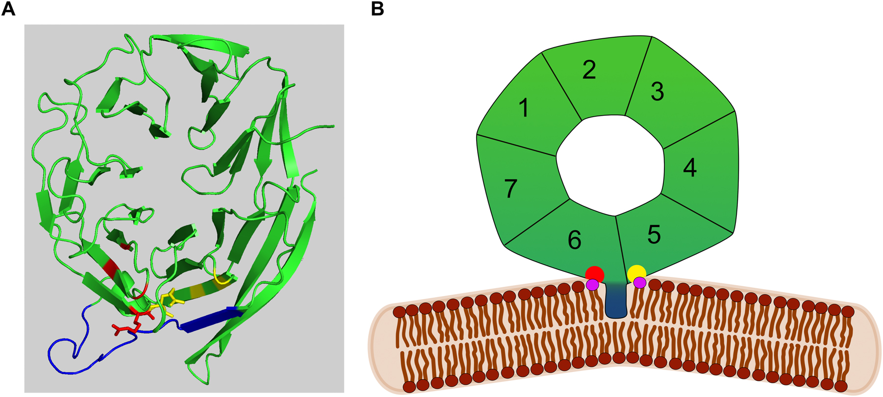 Figure 1: 
Structural features of PROPPINs. (A) Structure of K. lactis Hsv2 according to (Krick et al. 2012). The amphipathic α-helical loop 6CD is shown in blue, while the arginines in PI3P/PI(3,5)P2 binding site 1 and 2 are shown in red and yellow, respectively. (B) Model of Atg18 interacting with PI3P/PI(3,5)P2 (violet) via its binding sites (red and yellow). The amphipathic loop 6CD (blue) is partly inserted into the membrane and induces membrane bending.
