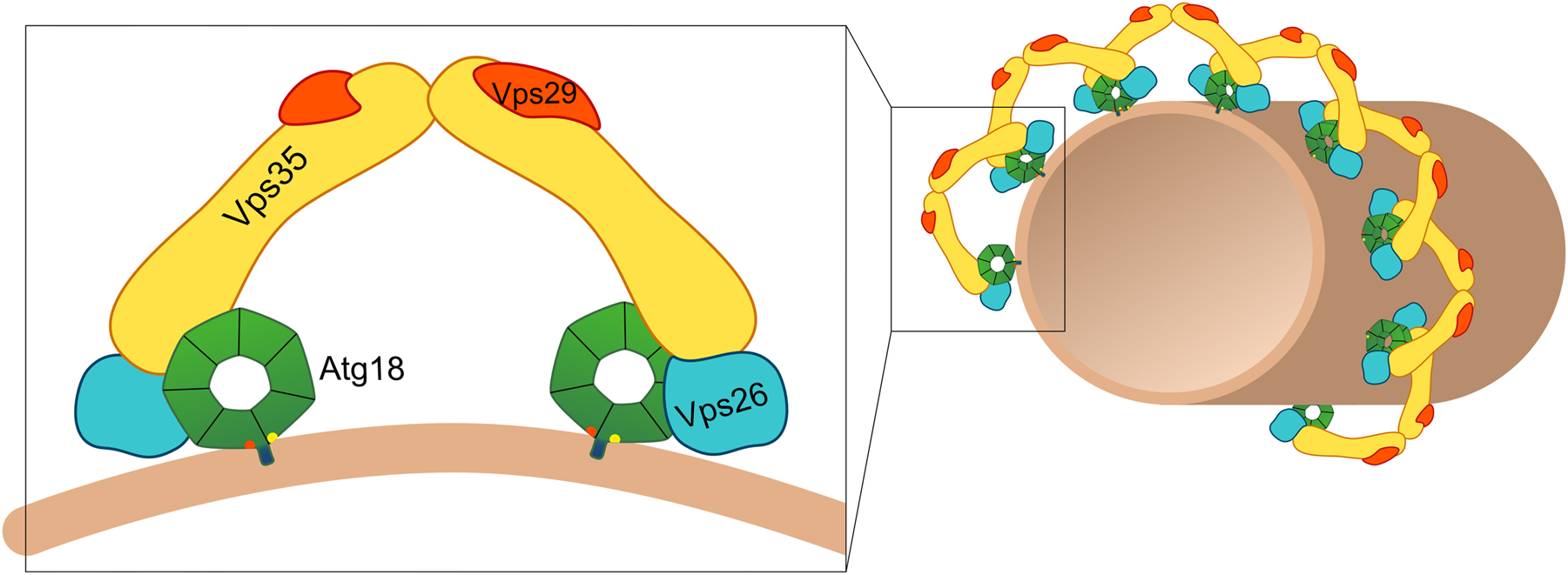 Figure 3: 
Hypothetical model of the Atg18-retromer complex. Atg18 is thought to form an arch-like complex with Vps35, Vps26 and Vps29. The Atg18-retromer complexes then might assemble into a spiral coat and induce the formation of tubules and/or membrane fission.
