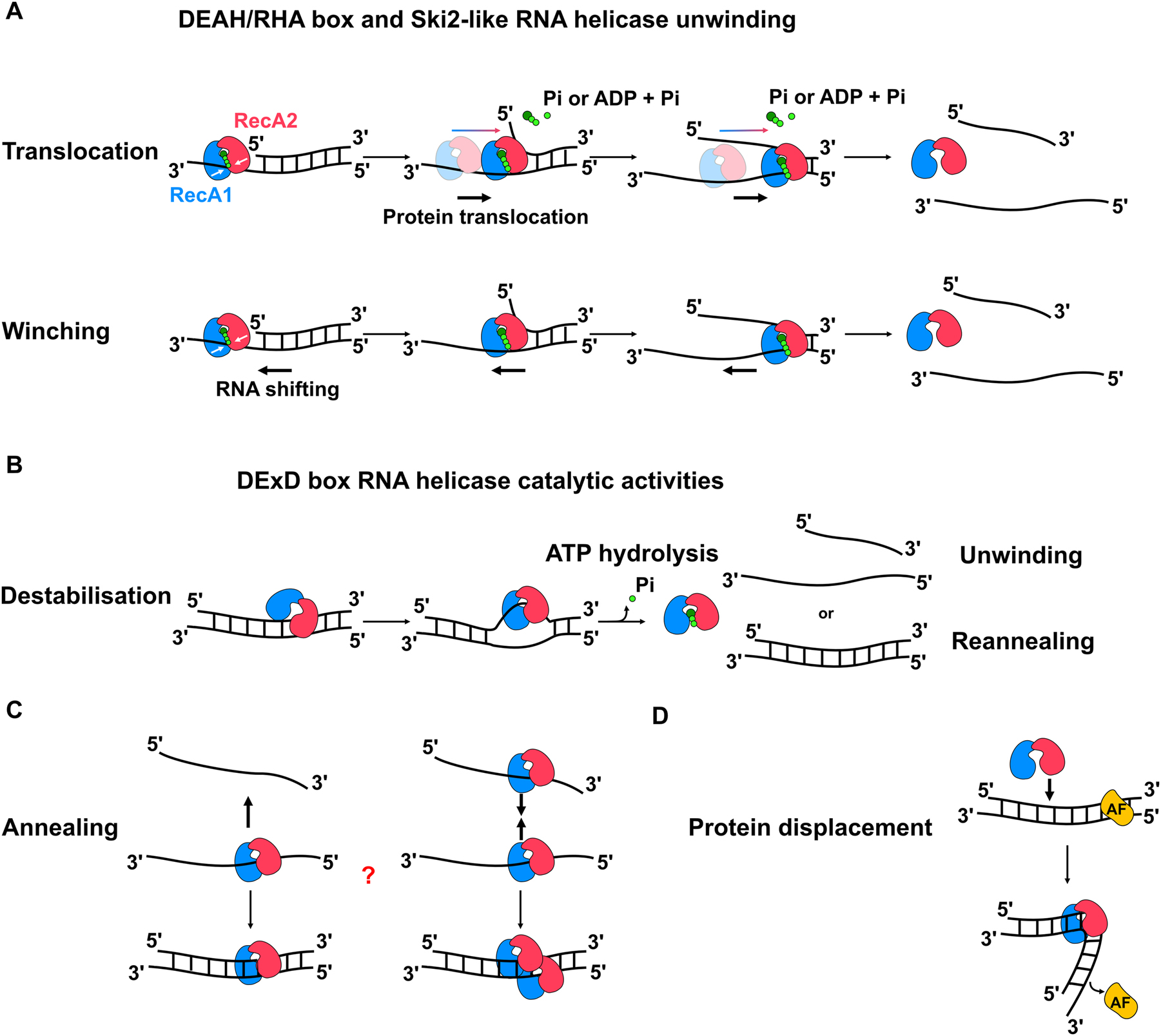 Figure 1:
Molecular functions of RNA helicases. Schematic views of different modes of action of different types of RNA helicases are depicted. The two RecA-like domains of the helicase core are shown in blue and red, ATP is depicted as green circles and RNA strands are shown as black lines. (A) RNA duplex unwinding by strand displacement (upper) and winching (lower) by DEAH/RHA and Ski2-like helicases. (B) Canonical model of local strand unwinding by DExD box proteins. (C) Alternative models of “RNA annealing” by RNA duplex formation (left) and RNA strand bridging by helicase multimerization (right). (D) Displacement of an RNA-binding protein (RBP) from a duplex upon RNA helicase binding.
