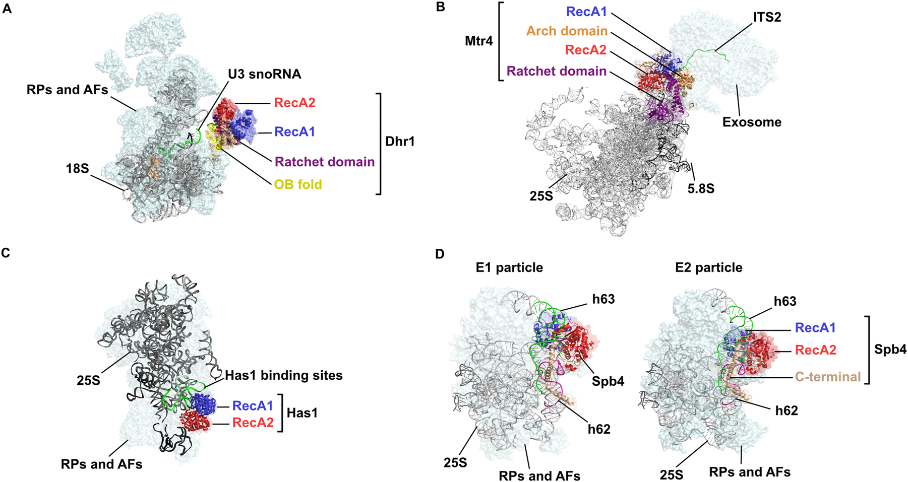 Figure 2:
Structural views of RNA helicases in pre-ribosomal complexes. Cryo-EM structures of selected pre-ribosomal particles containing RNA helicases are shown: (A) Dhr1 (PDB: 6ZQG), (B) Mtr4 (PDB: 6FT6_6FSZ), (C) Has1 (PDB: 6C0F), (D) Sbp4 (PDB: E1: 7R72; E2: 7NAD). In each panel, the RNA helicase RecA1 and RecA2 domains are shown in blue and red, respectively, and other helicase regions: Ratchet domain in purple, OB fold in yellow, Arch domain in orange and other helicase regions/C-terminal extensions in beige. All presented in cartoon mode with a transparent surface. rRNAs are depicted in cartoon mode in grey/black and the rRNA regions/snoRNAs contacted by the RNA helicases are shown in green (A – U3 snoRNA; B – internal transcribed spacer 2 (ITS2); C – domain I; D – helix (h) 63) or pink (D – helix (h) 62). Selected ribosomal proteins (RPs) and assembly factors (AFs) present in the particles are shown in pale cyan in surface view.