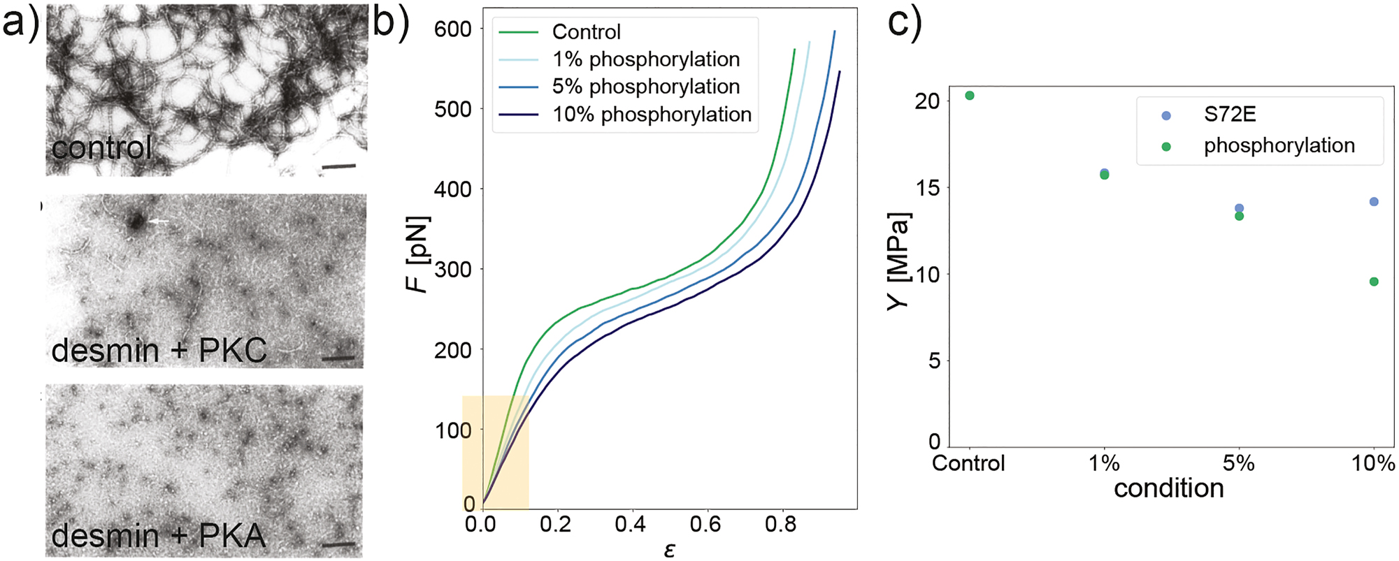Figure 2: 
Phosphorylation of intermediate filaments in reconstituted systems. (a) Electron micrographs (negative staining) of normally assembled desmin filaments (top) in comparison to filaments phosphorylated by PKC (center) and PKA (bottom). Adapted from Inagaki et al. (1988). (b) Force strain data from optical tweezer experiments, showing that the stiffness decreases upon incorporation of phosphorylated vimentin (see slope of the curves for small strains, yellow box). (c) Young’s modulus Y as derived from the slope at small strains (see panel b); in comparison for vimentin phosphorylated by PKA and the phosphomimetic vimentin mutant S72E. Panels (b) and (c) adapted from Kraxner et al. (2021) with permission from the Royal Society of Chemistry.
