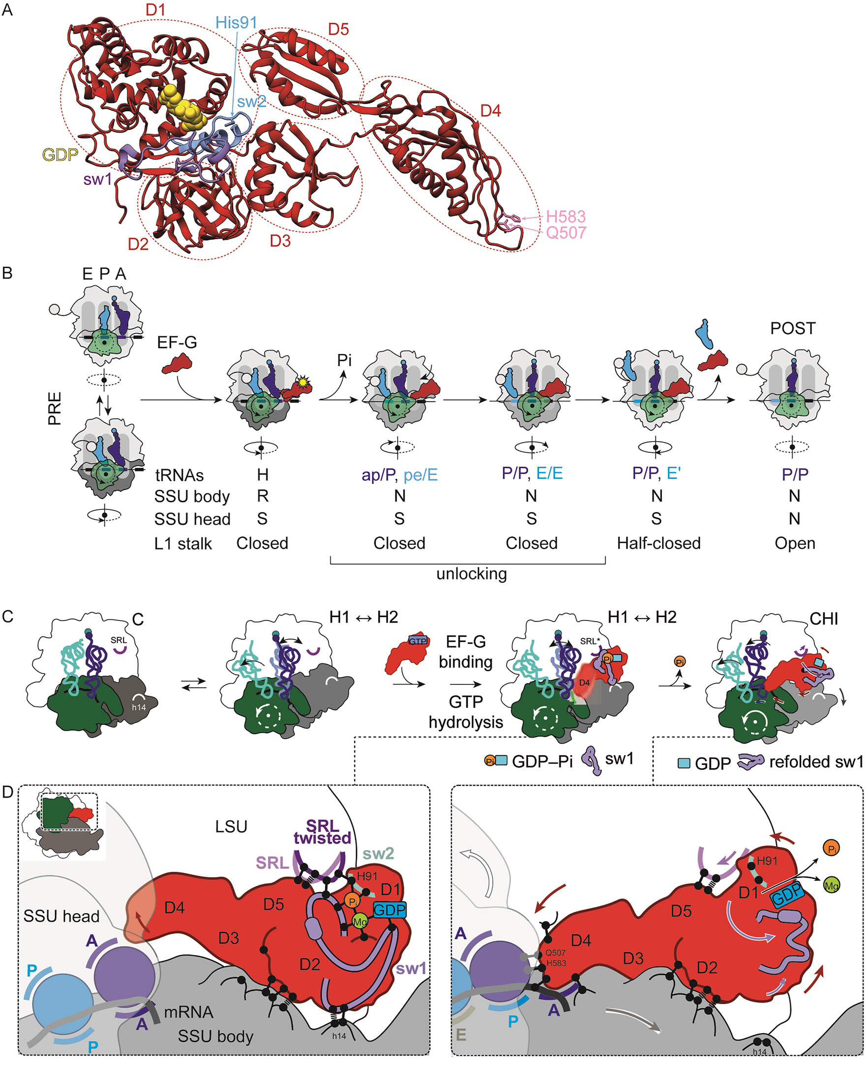 Figure 1: 
Molecular mechanics of translocation. (A) Structure of E. coli EF-G. Domains (D) 1–5 are shown in dotted circles. Switch regions 1 (sw1) and 2 (sw2) are shown in purple and light blue, respectively. The catalytic His91 is shown in light blue as sticks. The key residues H583 and Q507 are shown in pink. GDP is shown as yellow spheres. Adapted from PDB 7PJW. (B) Translocation steps. EF-G binding stabilizes the R/H state of the ribosome. GTP hydrolysis and Pi release drive unlocking of the ribosome and the tRNAs move to the CHI states. When the tRNAs reach the POST state, the deacylated tRNA is released from the ribosome, EF-G–GDP dissociates and the SSU head adopts the non-swiveled conformation. The ribosome is shown in grey, with the SSU body domain in dark gray and the SSU head domain in green. EF-G is depicted in red, peptidyl-tRNA in blue, deacylated tRNA in cyan, L1 stalk as light grey circle, mRNA in black solid line. Codons (thick solid lines) and amino acids (circles) are shown in same colors as respective tRNAs. GTP hydrolysis by EF-G is shown as a yellow flare. R, rotated state of the SSU body; H, hybrid tRNA state; S, swiveled state of the SSU head; N, non-rotated/non-swiveled state for detailed description, see text. (C) Structural rearrangements that lead to ribosome unlocking and CHI formation. Sarcin-ricin loop (SRL) is shown as purple solid line, helix 14 (h14) as white solid line, switch 1 (sw1) in purple, GDP as blue box, Pi as orange sphere. (D) Details on CHI formation and ribosome unlocking upon Pi release. Prior to Pi release (left), EF-G sw1 contacts the SRL, GDP–Pi, Mg2+ and 16S rRNA helices h5, h14 and h15 of the SSU body, while EF-G D4 is highly flexible. Upon Pi release (right), contacts of sw1 with GDP, Mg2+, as well as h14 of the SSU body are lost, while new contacts with the SSU body are established. This leads to the back rotation of the SSU body and an upward movement of EF-G domains 1–3 (D1-3) that positions domain 4 (D4) in contact with the tRNA-mRNA duplex, which now adopts the CHI state. Adapted from (Petrychenko et al. 2021).
