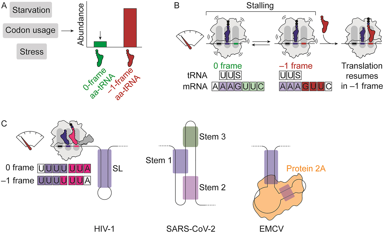 Figure 3: 
Special cases of ribosome frameshifting. (A) Factors that affect tRNA abundance in the cell. (B) Molecular mechanism of hungry frameshifting. The ribosome is stalled on slippery sequences due to limited availability of 0-frame aa-tRNAs. The peptidyl-tRNA spontaneously shifts the frame and the ribosome resumes translation in −1 frame. (C) cis and trans stimulatory elements of viral programmed frameshifting sites. Helical regions are shown in violet, green and purple shades. Protein 2A of EMCV is shown in orange.
