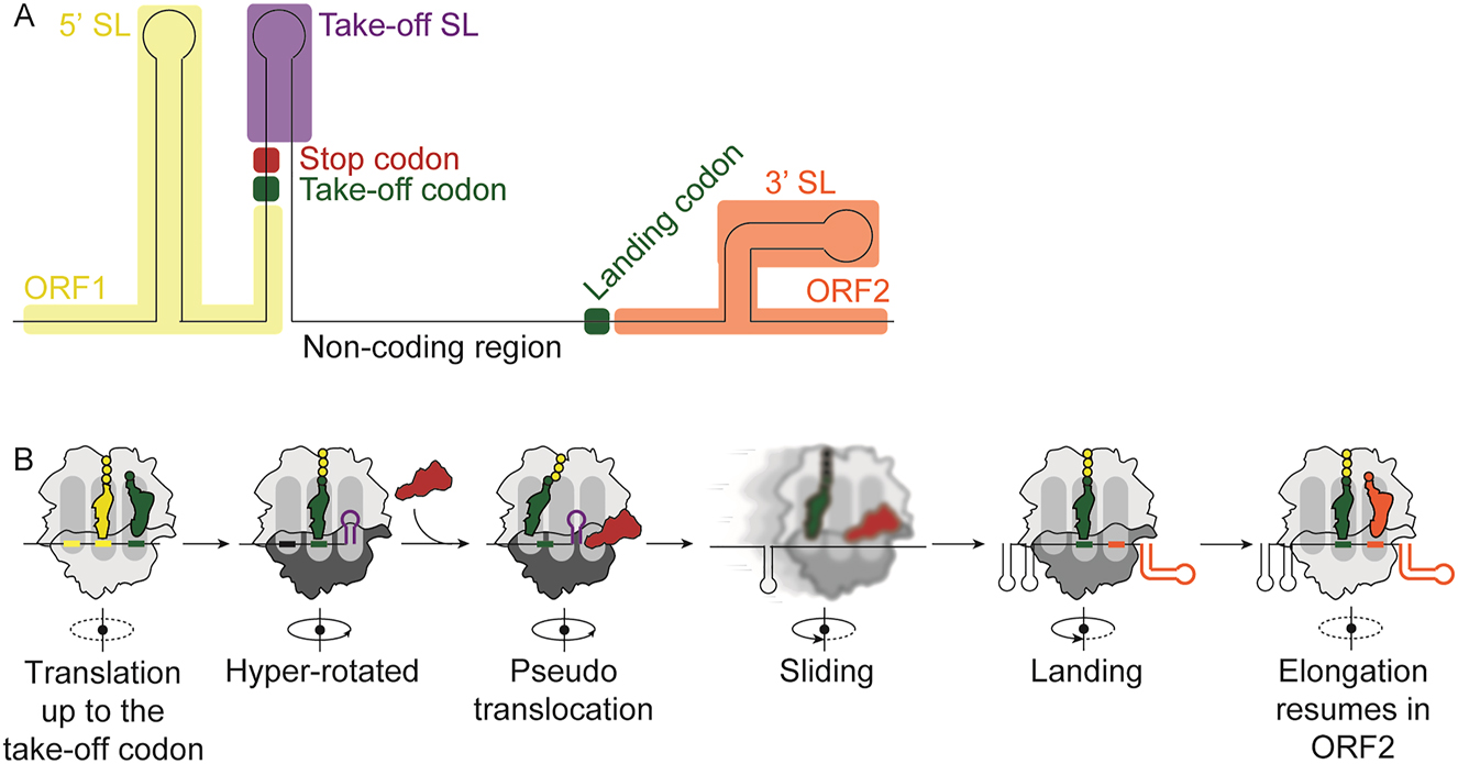 Figure 4: 
The mechanism of ribosome bypassing. (A) Schematic of the bypassing site on the phage T4 gene 60. ORF1 is shown in green, take-off stem loop (SL) in yellow, matching take-off and landing codons in deep green, stop codon in red, ORF2 in orange. (B) Molecular mechanics of ribosome bypassing. The ribosome stalls on the take-off codon of ORF1. EF-G (red) binds to a hyper-rotated ribosome and induces pseudo-translocation and sliding. Finally, the ribosome lands on the landing codon and resumes translation in ORF2.
