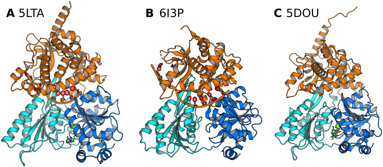 Figure 1: 
The crystal structures of the DEAH box helicase Prp43 used as starting structures for MD simulations in this study. RecA1, RecA2, and C-terminal domains are colored in blue, cyan, and orange, respectively. RNA (if present) is shown as red/orange cartoon, nucleotide as sticks, and Mg2+ (if present) as green sphere. (A) Prp43 complexed with RNA and an ATP analogue (PDB code 5LTA), (B) with ADP (PDB code 6I3P), and (C) with an ATP analogue (PDB code 5D0U) Tauchert et al. (2016, 2017).
