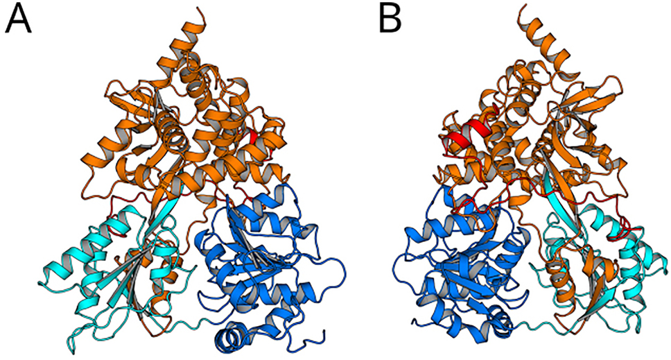 Figure 2: 
Archtecture of DHX15 complexed with a G-patch protein. DHX15 comprising the RecA1 domain (blue), RecA2 domain (cyan), and the C-terminal domain (orange) in contact with the G-patch protein NKRF (red; PDB code 6SH7; Studer et al. (2020)). NKRF binds to the backside of DHX15 (frontside of panel B) via two defined structures: (i) With a helical motif to the WH motif of the C-terminal domain and (ii) with a loop-like structure to the β-hairpin and to the RecA2 domain.

