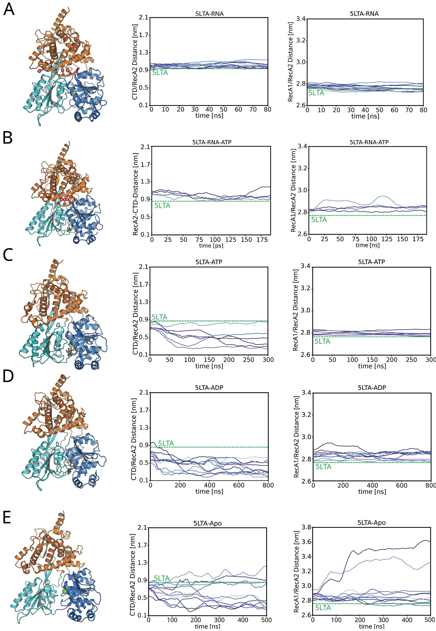 Figure 3: 
Simulations of Prp43 starting from the 5LTA structure. (A) Simulations of the Prp43⋅RNA complex, (B) Prp43⋅RNA⋅ATP, (C) Prp43⋅ATP, (D) Prp43⋅ADP, and (E) apo Prp43. Left column: Prp43 (coloring scheme as used in Figure 1). Middle column: CTD–RecA2 distance. Right column: RecA1–RecA2 distance.
