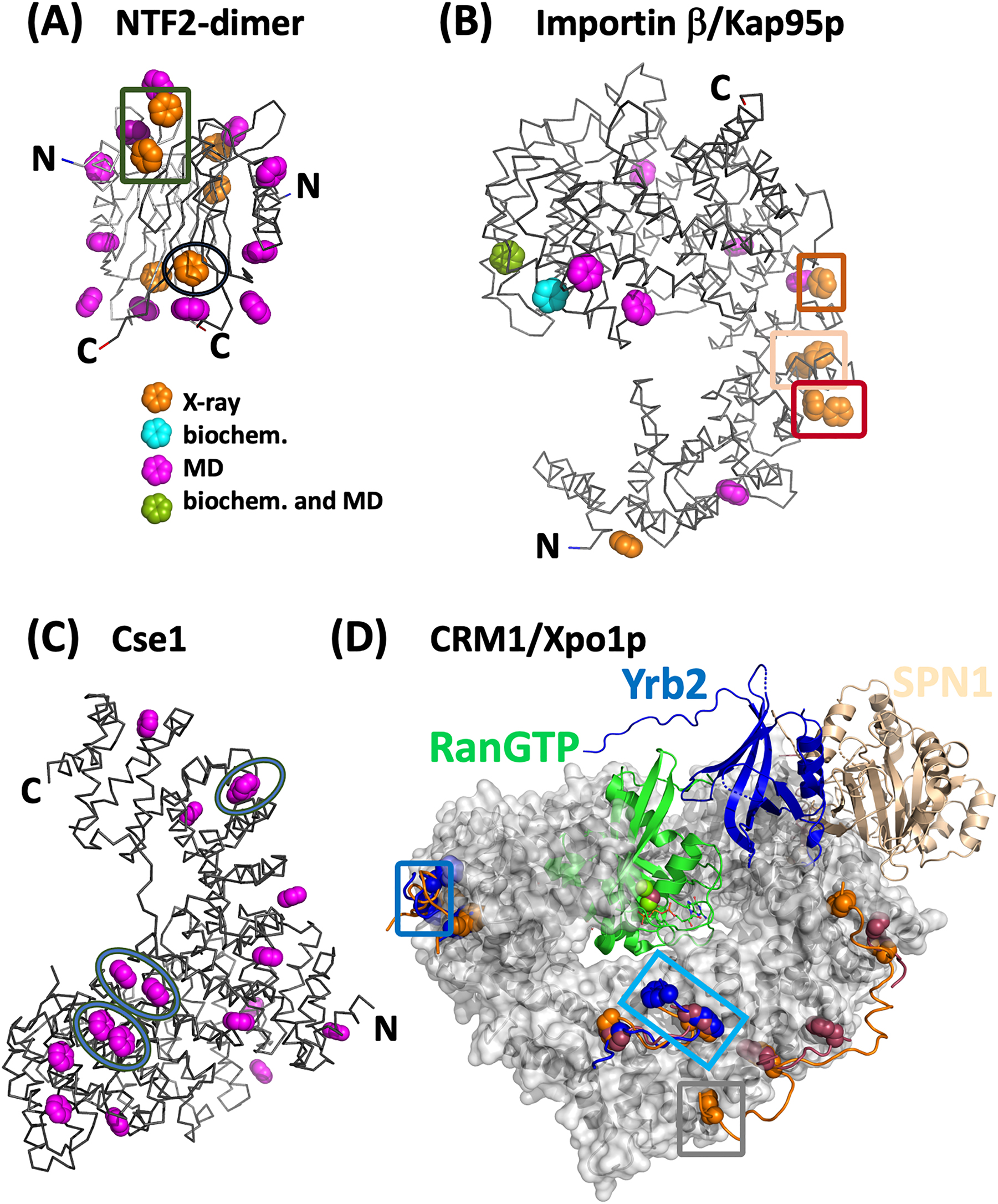 Figure 1: 
FG-binding sites on nuclear transport receptors. (A) Homodimer of NTF2 (PDBid 1gyb; Bayliss et al. 2002a), depicted in different gray tones with six binding sites per monomer. (B) Importin β (PDBid 1qgk; Cingolani et al. 1999) with the superhelical shape of its individual HEAT repeats indicated by a gray line and eleven FG-binding sites indicated in color. (C) Cse1 (PDBid 1z3h; Cook et al. 2005), depicted as above with 14 FG-binding regions. Circles indicate alternative binding pockets (Isgro and Schulten 2007b). (A–C) FG-binding sites as determined by X-ray crystallography (orange), MD-simulation (pink), biochemical experiments (cyan) or by both of the latter two methods (green). See also inset below panel (A) and text for details. (D) Superposition of three CRM1 structures (using PDBid 5dis (human), which also contains a fragment of Nup214 (orange lines and FG sites indicated by aromatic rings) (Port et al. 2015) with a total of 12 FG-binding pockets. RanGTP (green) is localized in the center of the CRM1 ring in all structures. Yrb2 (blue lines and rings) and Nup42 (brown lines and rings) are derived from two alternative structures of yeast complexes (PDBid 3wyf, Koyama et al. 2014, and PDBid 5xoj, Koyama et al. 2017, respectively). (A, B, D) The boxes around some of the crystallographically identified binding sites and their coloring refer to the interactions in the following two figures (NTF2-dimer, see Figure 2A; Importin β, see Figures 2D–F and 3BD–FBFigures 2D–F and 3BFigures 2D–F and 3BFigures 2D–F and 3B; CRM1, see Figure 3A, C, D).
