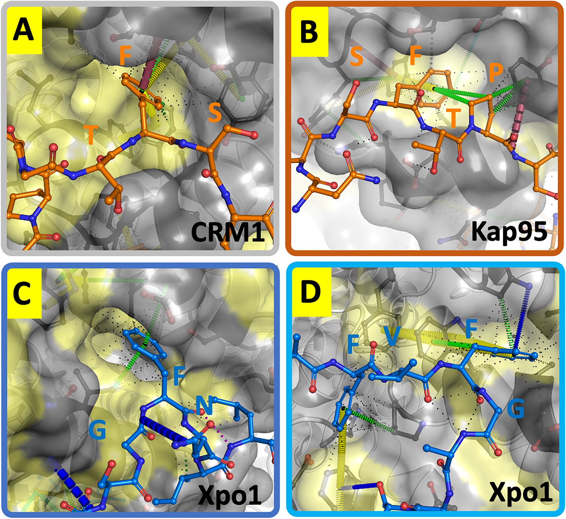 Figure 3: 
Non-conventional binding sites for phenylalanines in NTRs. (A) Human CRM1 interacting with a 117 aa fragment of Nup214 (res 1916–2033) (PDBid: 5dis; (Port et al. 2015)). (B) Yeast importin β interacting with a 28 aa fragment of Nsp1 (PDBid: 5owu; (Liu and Stewart 2005)). (C) Xpo1p interacting with a 15 aa region of Yrb2p lacking the N-terminal 89 residues (PDBid: 3wyf; (Koyama et al. 2014)). (D) Yeast CRM1 interacting with a 14 amino acid long resolve FG-fragment of Yrb2p lacking the N-terminal 89 residues (PDBid: 3wyf; (Koyama et al. 2014)). Here, the KFV residues are followed by an FG-motif (KFVFG), but the first phenylalanine side chain interacts with its own set of residues on CRM1. (A–D) Coloring as in Figure 2. The colors of the rectangles around the individual panels refer to the mayor binding areas on the individual proteins as depicted in Figure 1D.
