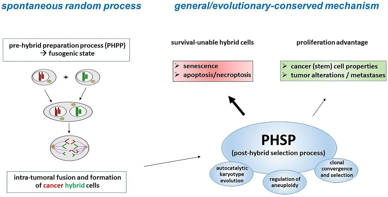 Figure 1: 
Hypothetic model of spontaneous randomized cancer cell fusion associated with the subsequent general/evolutionary-conserved PHSP whereby a PHSP may also apply to entosis, cannibalism, or even chromothripsis-like chromosomal aberrations/reorganization (adapted from (Hass et al. 2021a)).
