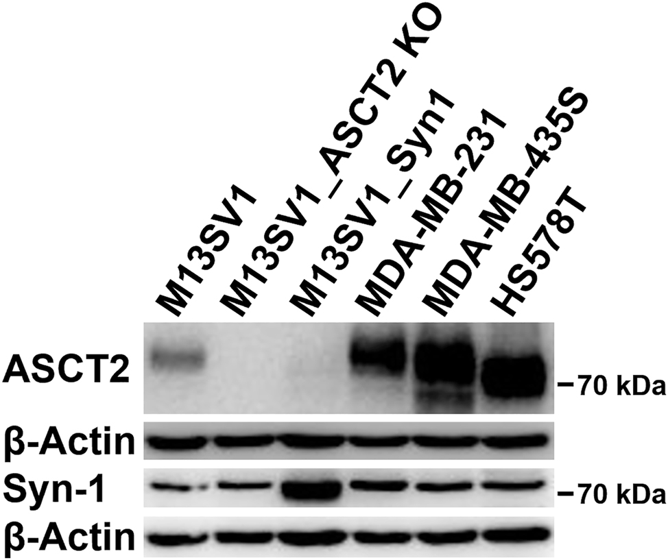Figure 2: 
Syncytin-1 and ASCT2 expression in human breast epithelial cells and different cancer cell lines. All wildtype cells possess comparable syncytin-1 expression levels, whereas ASCT2 was predominantly expressed in cancer cells. M13_ASCT2KO cells lack ASCT2 expression due to previous CRISPR/Cas knockout. Interestingly, overexpression of syncytin-1 in M13SV1 breast epithelial cells (M13_Syn1) was associated with a markedly reduced ASCT2 expression.
