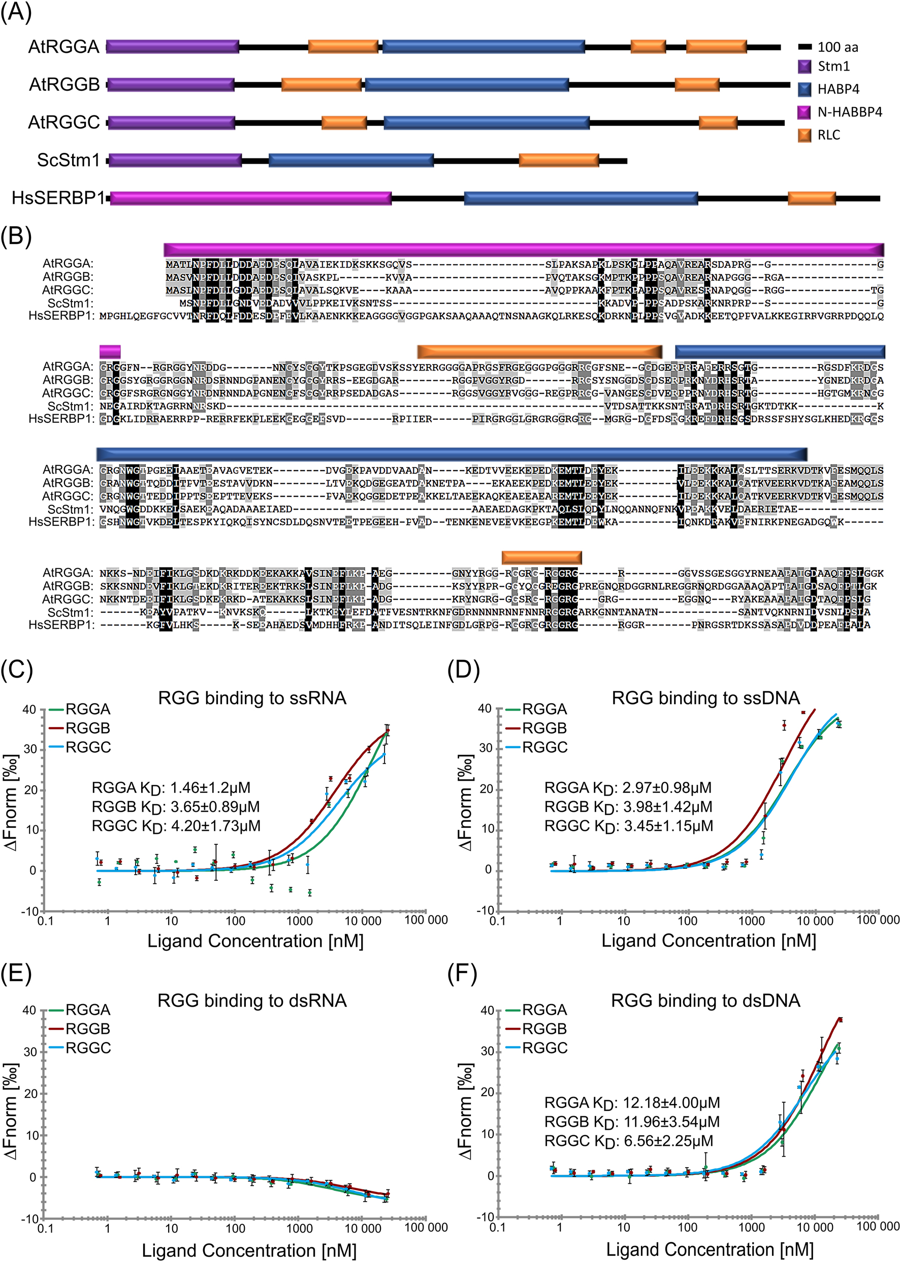 Figure 1:
The Arabidopsis genome contains three genes encoding arginine-glycine-glycine (RGG) motif-containing RNA-binding proteins (AtRGGA, AtRGGB and AtRGGC) capable of binding preferentially single stranded nucleic acids. (A) Schematic illustration of protein domains identified in Arabidopsis RGG proteins and their yeast (ScStm1) and human (HsSERBP1) homologs, respectively. All proteins are composed of two RNA-binding domains, an N-terminal STM1 or N-HABP4, and an internal HABP4-PAI domain. Regions of lower complexity, but rich in arginine (R) and glycine (G) (RLC) are indicated. (B) Multiple sequence alignment of the proteins depicted in panel (A). Identical amino acids are shown with black shading, conserved amino acids are shaded in grays depending on the degree of conservation. Protein domains are colored according to (A). (C–F) In solution interaction study of RGGs binding to ssRNA (C), ssDNA (D), dsRNA (E), and dsDNA (F) in MST assays. KD-values are indicated.