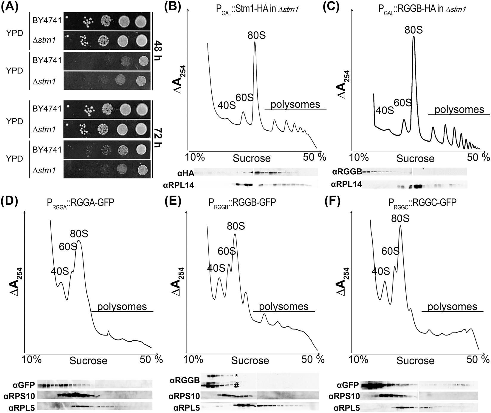 Figure 2:
AtRGGs and their yeast homolog ScStm1 exhibit different ribosome association properties. (A) Growth of wild type yeast strain BY4741 and its isogenic counterpart lacking ScStm1 (∆stm1∆) were plated on YPD with and without rapamycin, respectively. Colony growth after 48 h and 72 h of incubation is shown. (B–C) Fractionation of cytoplasmic lysates of Δstm1 yeast cells transformed with ScStm1 and AtRGGB constructs, respectively, using sucrose gradient centrifugation. Migration of ribosomal 40S and 60S subunits as well as 80S ribosomes and polysomes is indicated. Top panels show RNA distribution by UV absorption (at 254 nm) and bottom panels show Western blots using antibodies against ribosomal proteins RPL14 as indicator for the large 60S ribosomal subunit. HA-tag-specific antibodies indicate the distribution of ScStm1-HA (B) and AtRGGB-HA (C), respectively. (D–F) Polysome profiles of Arabidopsis seedlings expressing AtRGGA-GFP (D), AtRGGB-GFP (E), and AtRGGC-GFP (F). Distribution of ribosomal subunits was confirmed by Western blot using antibodies against a ribosomal protein of the large subunit (RPL5) and the small subunit (RPS18), respectively. Asterisk in (E) indicates Western blot bands of RGGB-GFP and hash indicates bands of endogenous AtRGGB detected by an AtRGGB-specific antibody. AtRGGA and AtRGGC separation was analyzed using a GFP-specific antibody.