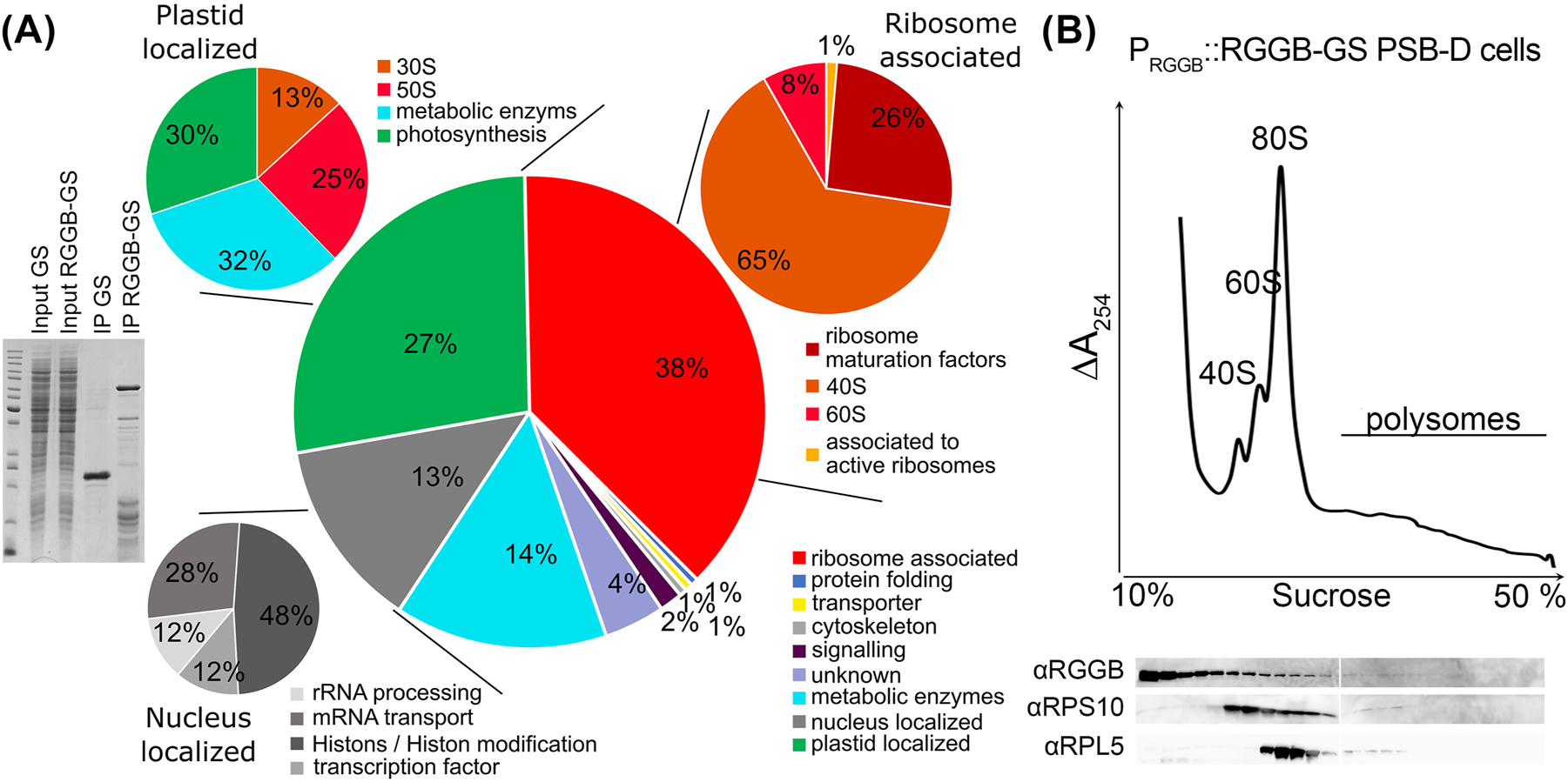 Figure 3:
Protein interactome of AtRGGB in Arabidopsis suspension cells. (A) IgG affinity purification of Arabidopsis PSB-D suspension cells expressing PAtRGGB::AtRGGB-GS and 35S::GS, respectively. Left: Separation of cell extract and IP eluates of GS and AtRGGB-GS expressing cells in a Coomassie-stained SDS-PAGE as indicated. By mass spectrometry, 193 enriched proteins were identified in the AtRGGB-GS fraction. Right: GO-term analysis of RGGB-GS interacting proteins. See Table S3 for details. RGGB especially interacts with ribosomal proteins as well as proteins involved in RNA processing and transport, histones and proteins involved in histone modification as well as metabolic enzymes. 38 % of all proteins can be associated to the ribosome (red) either as structural components, as ribosomal maturation factors or translation regulators. 13 % of all proteins (grey) are known to be localized to the nucleus (stable or transiently), which can act in rRNA processing, mRNA transport, as transcription factors or histones. 27 % of all proteins localize to plastids (green). Here most of the isolated plastid-localized proteins represent ribosomal proteins. (B) Polysome profile of AtRGGB-GS expressing PSB-D cells performed as described in Figure 2. Endogenous AtRGGB is present in ribosome fractions, but highest protein amounts accumulate in light, ribosome-free fractions.