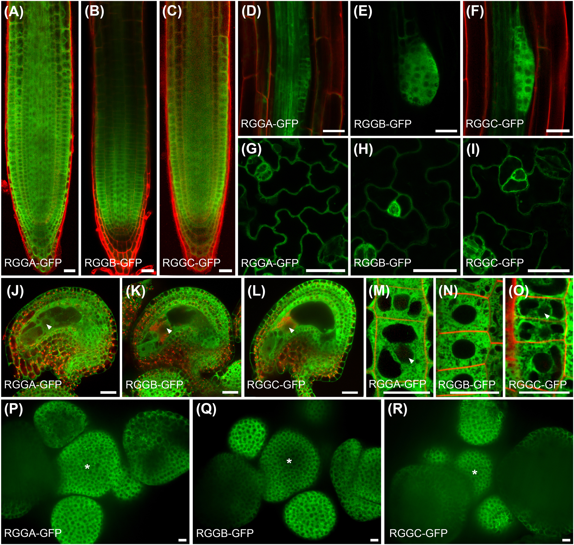 Figure 4:
Expression pattern and subcellular localization of AtRGG-GFP-fusion proteins using endogenous promoters as indicated. (A–C) Expression pattern in the root tip, (D–F) during lateral root initiation, (G–I) in the leaf epidermis and (J–L) in mature ovules. AtRGGs appear ubiquitously expressed, but strongest signals are obtained in dividing cells. (M–O) Subcellular localization of AtRGG-GFP fusion proteins in epidermal root tip cells. Fusion proteins occur almost exclusively in the cytoplasm. Faint signals are visible in nuclei (examples marked by arrowheads). (P–R) Expression pattern in the shoot apical meristem (SAM). The center of the SAM is marked by an asterisk. Tissues in (A-D, F and J-O) were counterstained with propidium iodide (red). Scale bars are 10 µm.