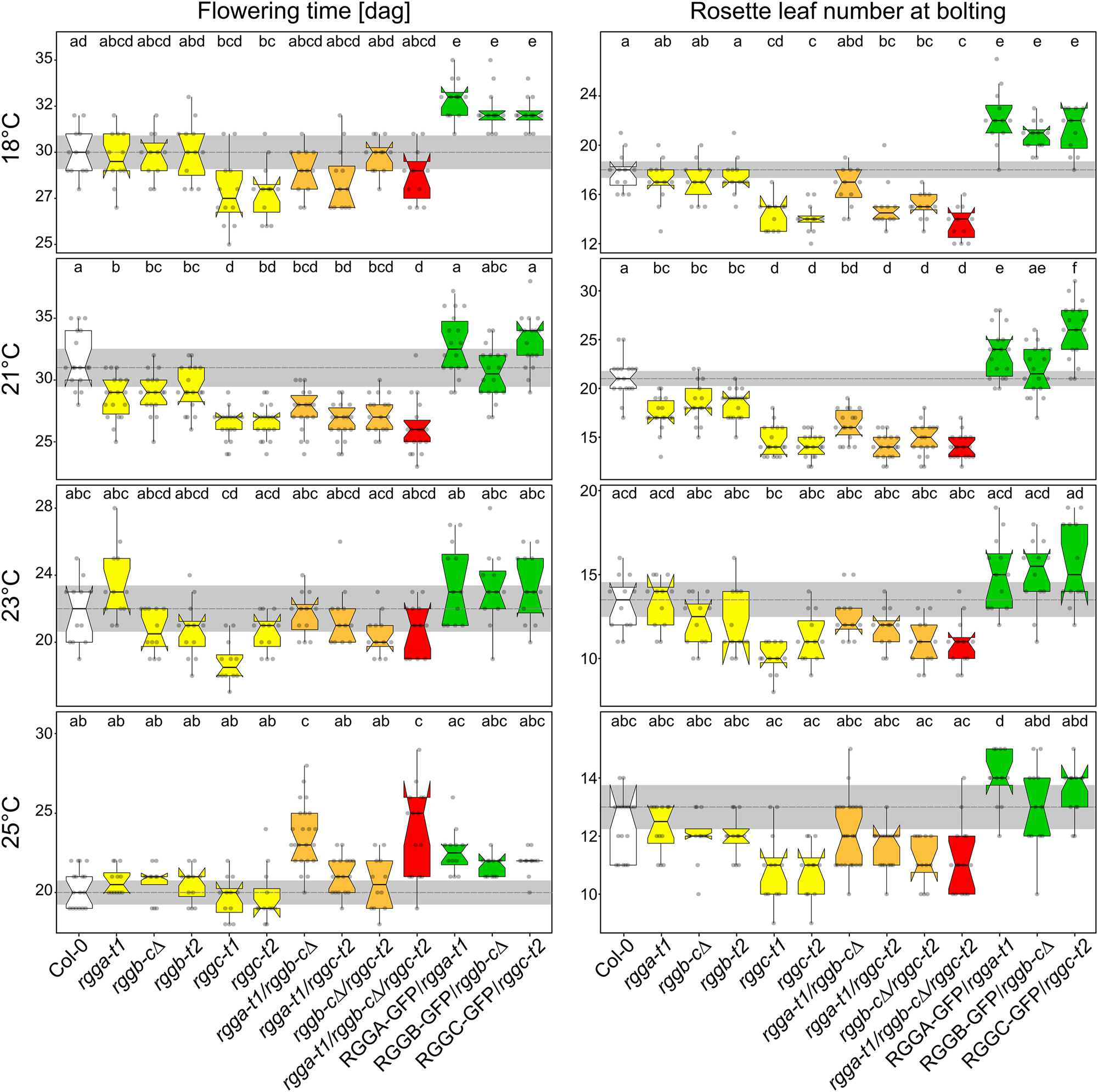 Figure 6:
AtRGGs influence flowering time in a temperature-dependent manner. Quantification of bolting time and rosette leave numbers initiated at bolting time at indicated growth temperature. Number of samples per genotype are ≧12 collected in two independent experiments. Graphs show data as jittered dots. Summary of the data is shown as boxplots with boxes indicating the interquartile range (IQR), whiskers showing the range of values that are within 1.5*IQR and a horizontal line indicating the median. The median line of Col-0 is drawn as dashed line through the diagrams. Notches represent for each median the 95 % confidence interval (approximated by 1.58*IQR/sqrt(n)). The Col-0 confidence interval is highlighted by a grey box throughout the diagrams. Significantly distinct groups were determined by one-way ANOVA with post hoc Bonferroni multiple comparison test (letters indicate statistically identical groups; p < 0.01). Box plots are colored for easy orientation: white for wild type, yellow for single mutants, orange for double mutants and red for triple mutants. The rescue lines are shown in green.