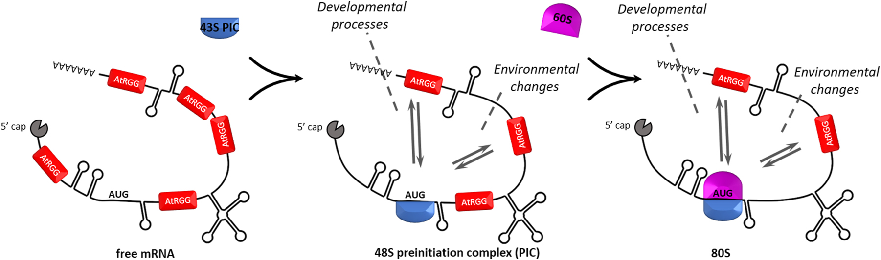 Figure 7:
Functional AtRGG model. Cytosolic AtRGG proteins are bound to single stranded mRNA regions and control their translation by direct interaction especially with the small subunit of the ribosome as well as with 80S monosomes in an environmental and developmental dependent manner. How environmental triggers, such as temperature, or osmotic stresses mechanistically affect AtRGG function and whether the three AtRGGs bind to different subsets of mRNAs remained unclear.