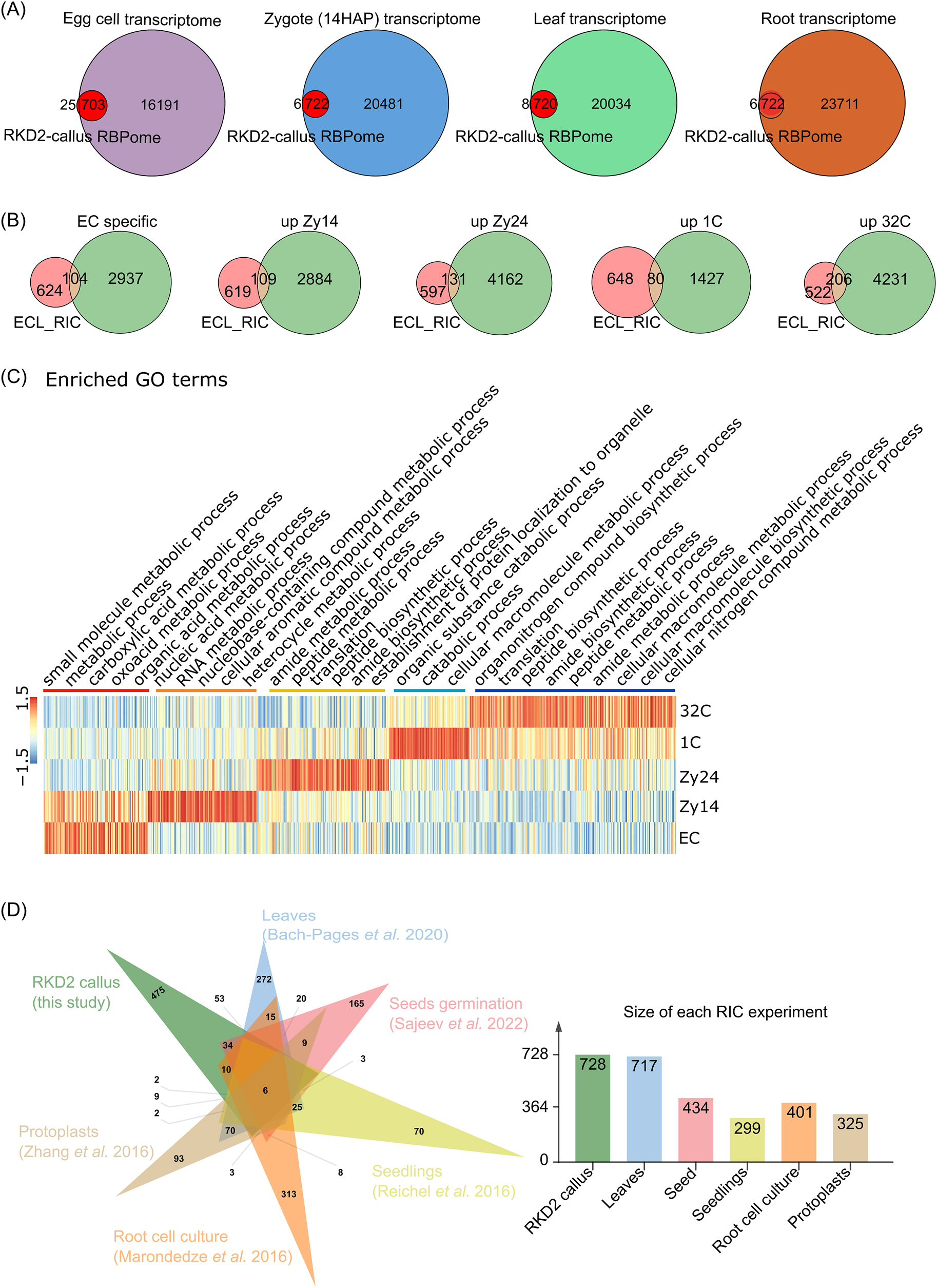 Figure 2:
475 proteins are enriched in the RBPome of the egg cell-like RKD2 callus. (A) Venn diagrams showing the overlap between the identified RBPome (egg cell-like RKD2-callus RNA interactome; named ECL-RI) and published transcriptomes of egg cell, zygote (14 h after pollination (HAP)), leaf and roots. 97–99 % of the ECL-RI is also present in the transcriptomes of the four cell types and tissues, respectively. (B) Venn diagrams showing the overlap between ECL-RI and published egg cell-enriched transcripts (which are down-regulated after fertilization), zygote-enriched transcripts which are upregulated 14 and 24 h after pollination (HAP) (ZY14 and ZY24), respectively, and transcripts which are upregulated in the one and 32 cell stage embryos (1C and 32C), respectively. (C) Expression heatmap and enrichment analysis of highly expressed ECL-RIC transcripts during zygote development and early embryogenesis according to their GO terms. The color bars indicate relative expression levels. (D) Venn diagrams showing the overlap between ECL-RI and the six available Arabidopsis RNA interactomes. The tissues and references are indicated. The number of identified RBPs in each study is shown on the right side.