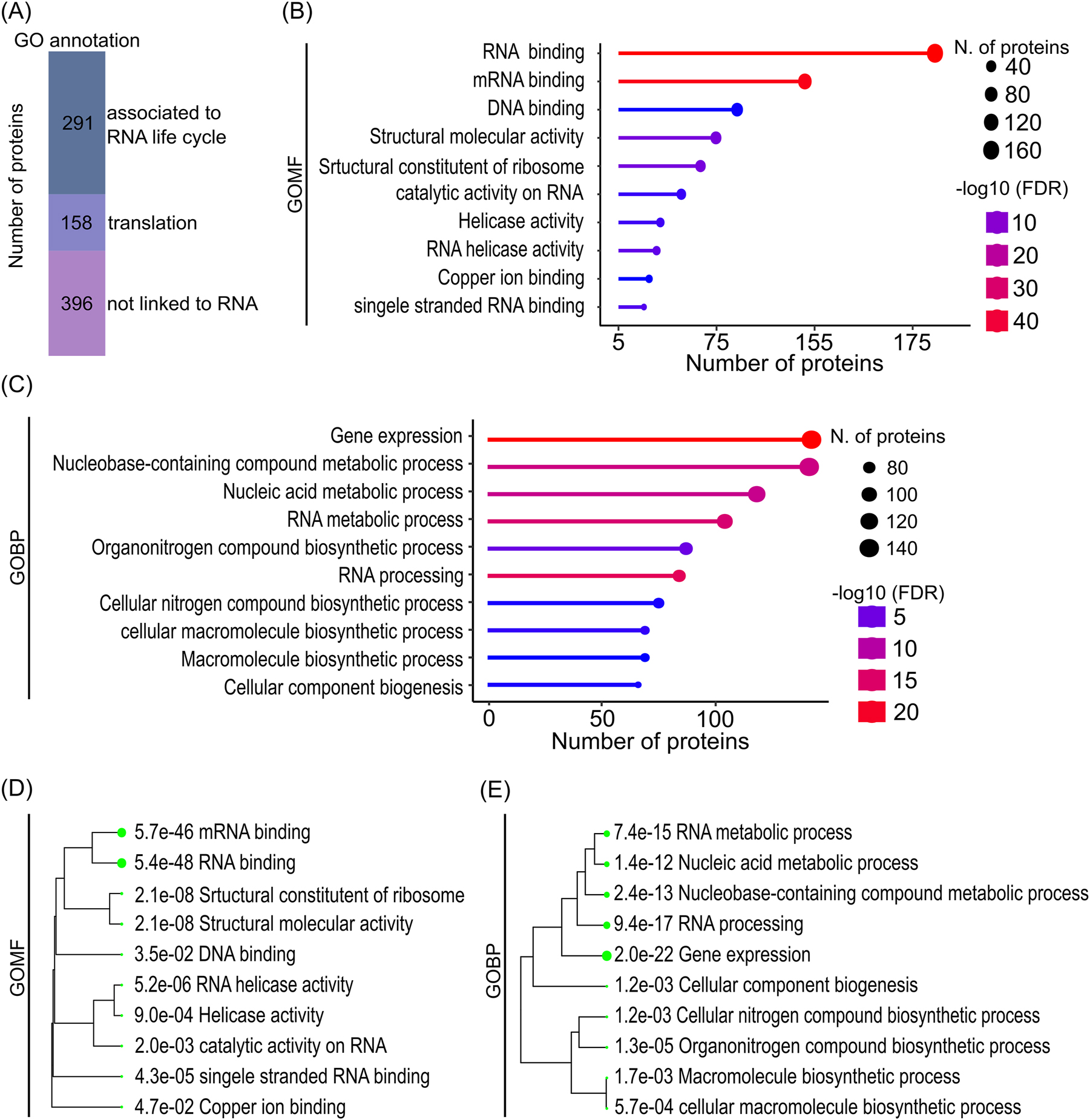 Figure 3:
Enriched GO terms in the ECL-RI RBPome. (A) Proportions of the ECL-RI with gene ontology (GO) annotation related to RNA life cycle, translation and not linked to RNA biology, respectively. (B) GO analysis showing ten of the most significantly enriched molecular function and (C) biological processes terms, respectively. (D) and (E) display the hierarchical clustering of enriched molecular function and biological function terms, respectively. A clear enrichment of RNA-associated functions and processes is visible in the ECL-RI. Diagrams (B–E) were generated with the ShinyGO graphical enrichment online tool (Ge et al. 2020) using LC-MS dataset of the nCL input sample as background (Supplementary Table S6).