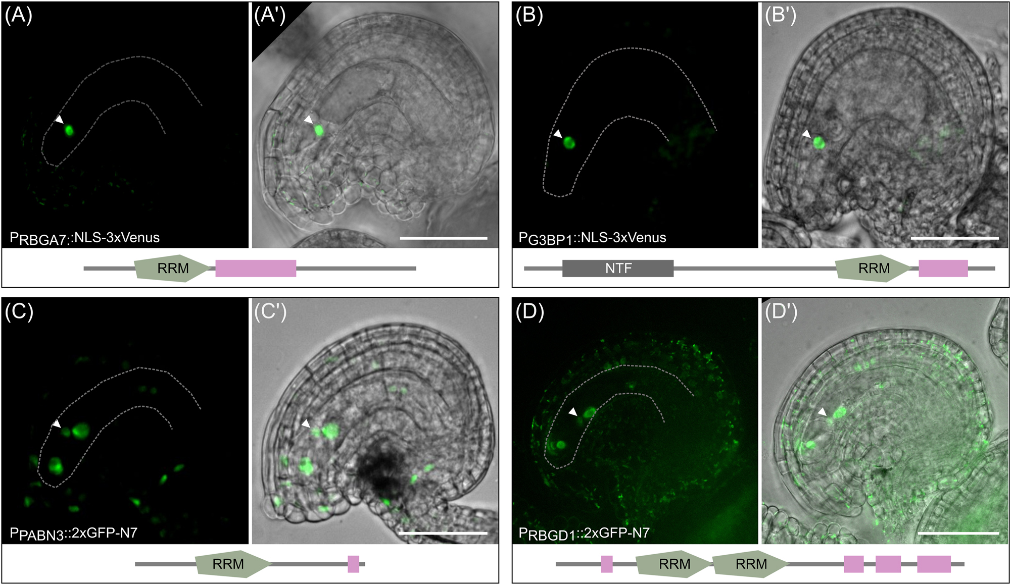 Figure 5:
Promoter activity of four RBP genes identified in the ECL-RI. Promoter activity of four exemplary RBP genes in mature ovules of Arabidopsis. The expression study was performed by expressing 3xVenus-NLS fusion proteins in the case of RBGA7 and G3BP1 as well as 2xGFP-N7-NLS fusion proteins in the case of PABN3 and RBGD1 each under the control of their endogenous promoter sequences. Arrowheads mark the nucleus of the egg cell. (A-A′) The promoter of RBGA7 and (B-B′) G3BP1 is specifically active in egg cells. (C-C′) The promoter of PABN3 is active in all cells of the embryo sac (egg cell, synergid cells and central cell) with similar expression strength. (D-D′) The promoter activity of RBGD1 is detected in all cells of the embryo sac with different strength of reporter signals. The lowest GFP signal is visible in the nucleus of the egg cell. A few cells of the surrounding sporophytic tissue also show weak GFP signals. Note that GFP signals were generally very low for RBGD1, thus autofluorescence derived from plastids is also visible in the sporophytic tissue due to longer exposure. GFP channel and the merge image with the brightfield are displayed. Scale bar represents 50 µm.