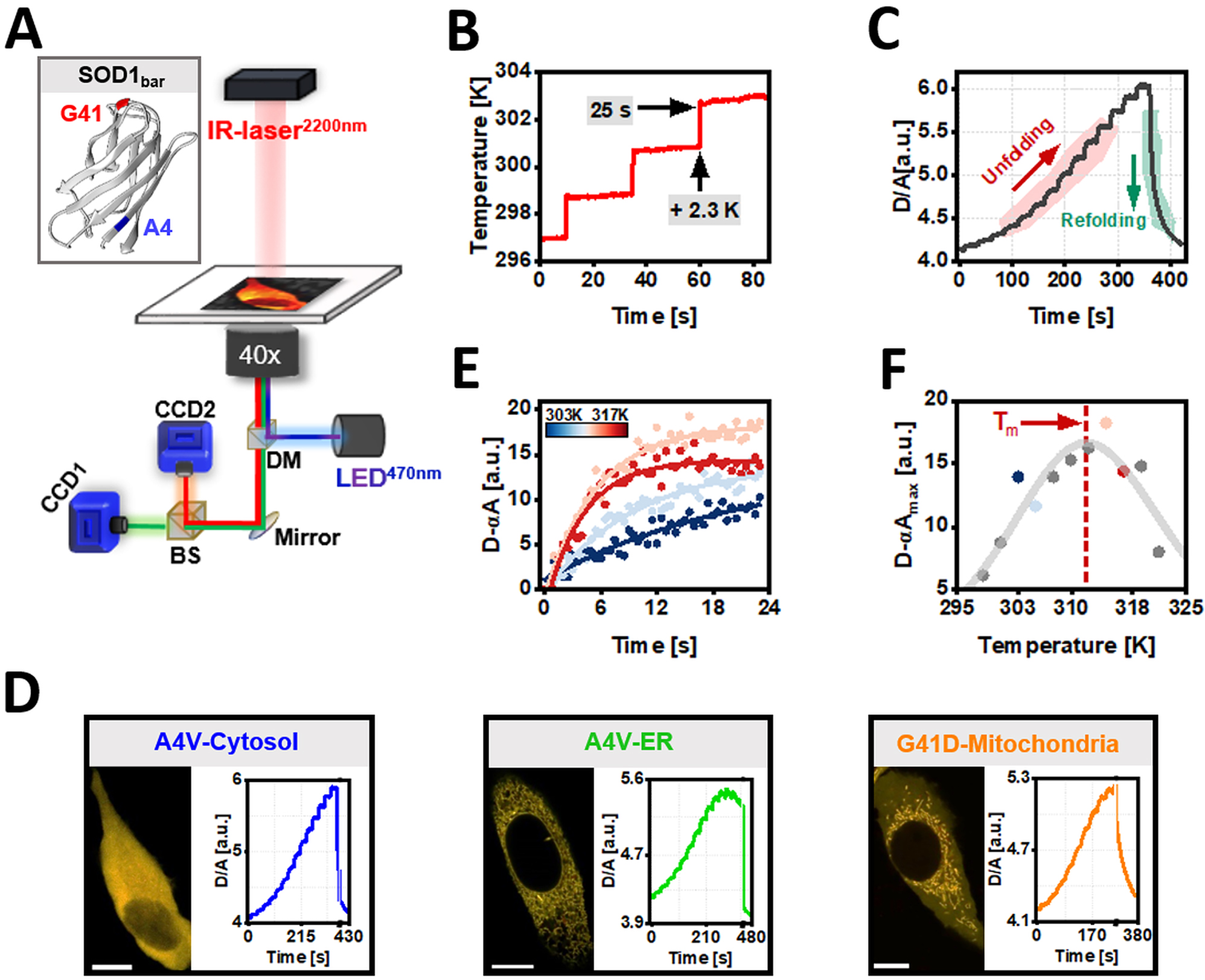 Figure 5:
Quantification of in vitro and in-cell organelle-folding stability of SOD1bar-A4V/G41D using FReI. (a) Fast relaxation imaging (FReI) technique customized in an inverted widefield microscope (adapted from (Samanta et al. 2021)). Inset shows the 3D structure of SOD1bar as well as the sequence location of the two mutations studied in this work (PDB: 4BCZ). (b) Temperature profile used in our FReI measurements. (c) Thermal unfolding curves monitored by FRET ratio (D/A) changes with time for SOD1bar-A4V expressed in the cytosol. (d) Representative confocal images of HeLa cells expressing cytosolic or ER-targeted SOD1bar-A4V as well as SOD1bar-G41D tagged to the mitochondria (scale bar = 20 μm). Also, exemplary FReI thermal unfolding curves measured in the widefield setup presented in (a) for each construct. (e) Exemplary kinetic unfolding amplitudes (D-αA) for a set of four different temperatures, selected from plot (c). Solid lines present fits to a single exponential model (equation (2)). (f) Steady-state unfolding amplitudes plotted as a function of temperature. The solid line was computed by fitting the data to a two-state folding model (equation (3)).