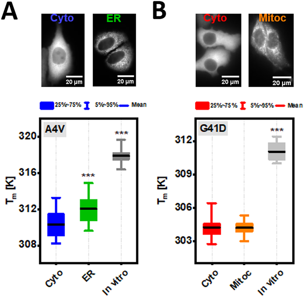 Figure 6:
Folding stability of SOD1bar-A4V/G41D in diluted solution as well as inside the different subcellular compartments. (a) Representative widefield images of HeLa cells transiently expressing cytosol (Cyto) and ER-tagged SOD1bar-A4V. Bar plot presents the different melting points (T
m
) for the corresponding variants as well as for the purified construct in diluted buffer solution (in vitro). (b) Typical widefield images of HeLa cells transiently expressing Cyto and mitochondria (Mitoc)-tagged SOD1bar-G41D. Bar plot presents the different melting points (T
m
) for the matching variants as well as for the purified protein in vitro. Statistical significances were computed by GraphPad Prism V. 8.0 using one-way ANOVA and post-hoc Dunnett-test with a confidence interval of 95 % (***p ≤ 0.001). Statistical comparisons were made in respect to each cytosolic variant.