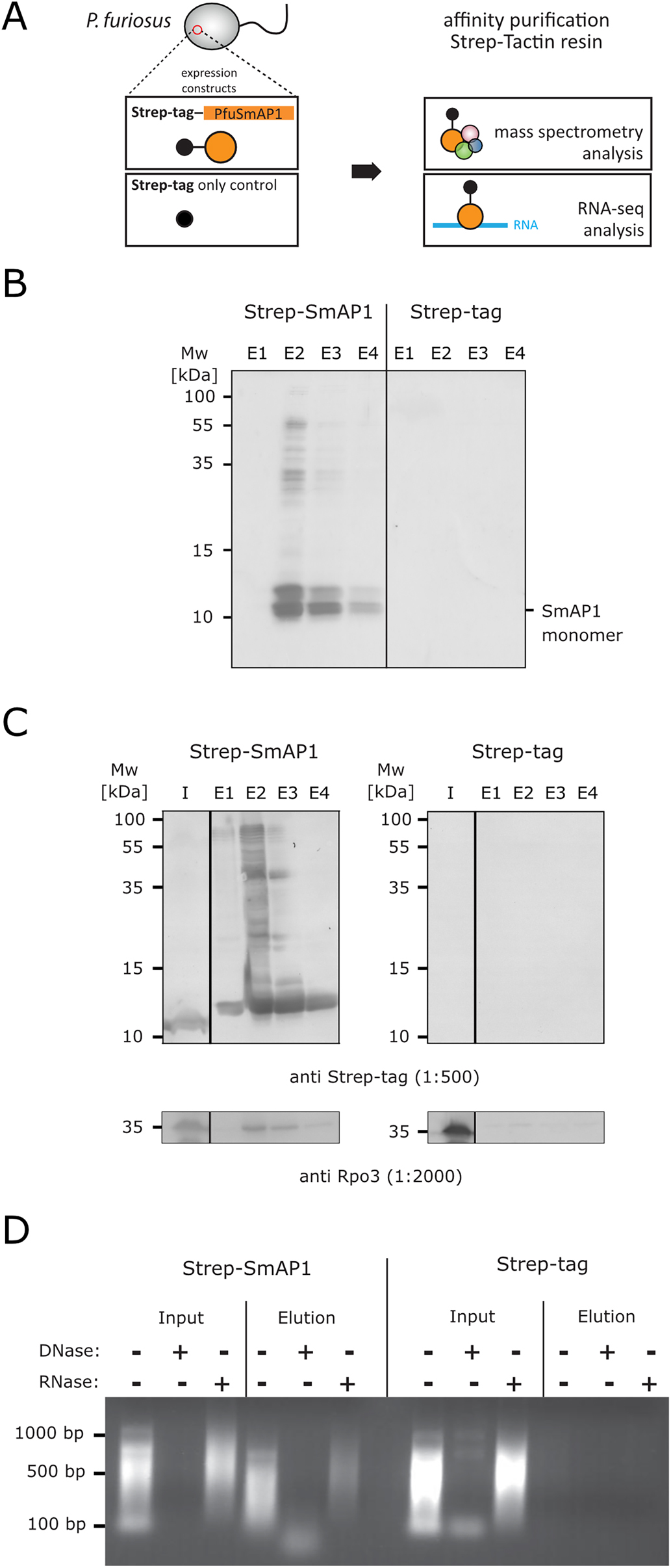 Figure 1: 
Purification of PfuSmAP1 from its cellular context elucidates RNA, DNA and protein interaction partners. (A) Experimental design illustrating the workflow to identify cellular interaction partners of the SmAP1 protein from Pyrococcus furiosus (PfuSmAP1). (B) SDS-PAGE analysis of affinity-purified elution (E) fractions using Strep-tactin resins loaded with crude extracts from a P. furiosus mutant constitutively overexpressing C-terminally Strep-tagged SmAP1 (Strep-SmAP1) or the Strep-tag peptide only (Strep-tag). (C) Western blot analysis showing the input (I) and elution (E) fractions after affinity purification. For detection, antibodies directed against the Strep-tag peptide (upper panel) and the RNA polymerase subunit Rpo3 (lower panel) were used. (D) Agarose-gel electrophoresis showing input and elution fractions. Input and elution fractions were subject to phenol-chloroform extraction and additionally treated with DNase or RNase before loading on the agarose gel.

