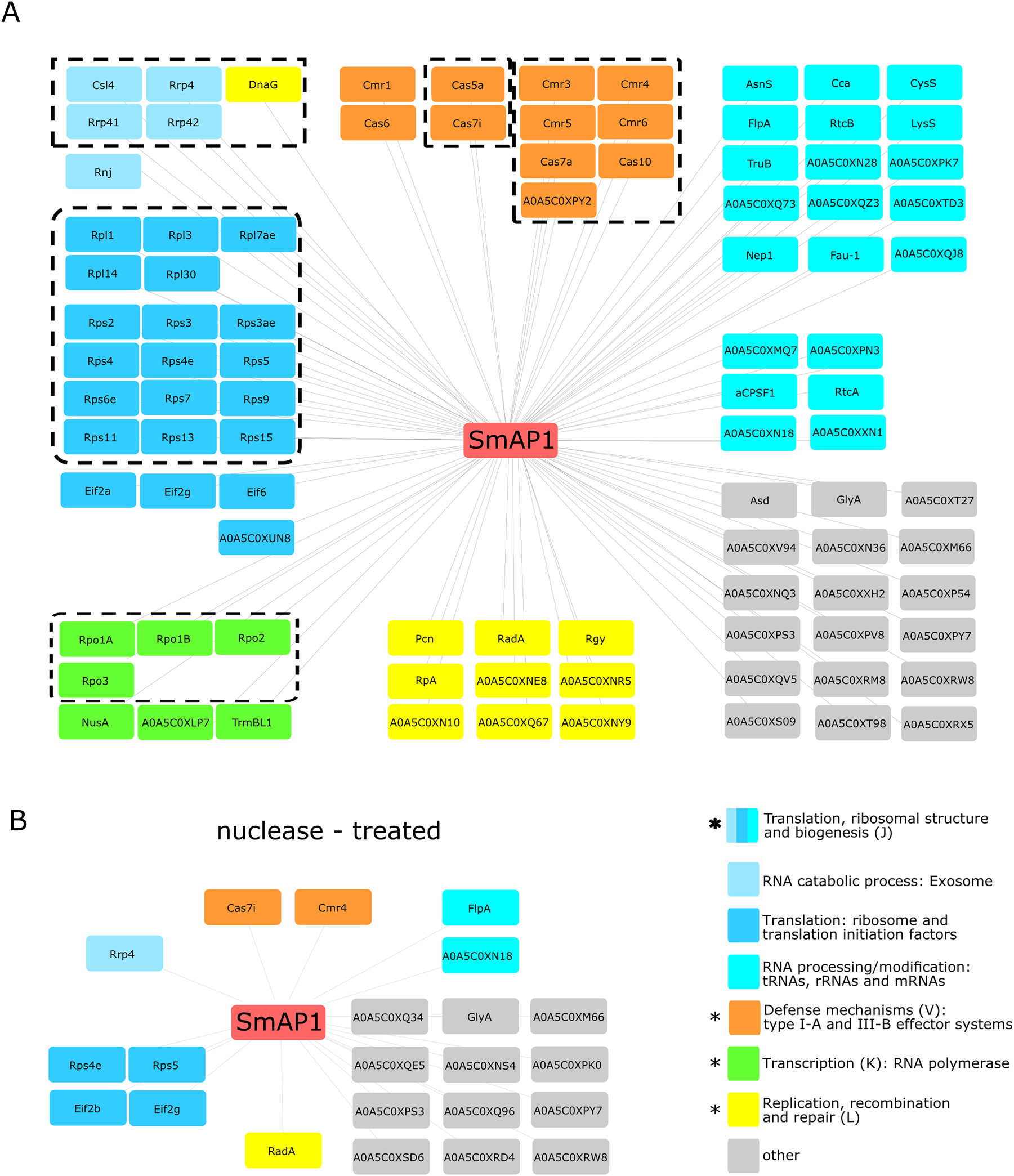 Figure 3: 
SmAP1 interacts with various proteins in an RNA-dependent and RNA-independent manner in vivo. Representation of PfuSmAP1 interaction networks using Cytoscape (Saito et al. 2012) in vivo. Interaction partners were identified by mass spectrometry analysis after purification using untreated (A) or DNase and RNase treated (B) crude extracts from a P. furiosus mutant constitutively overexpressing C-terminally Strep-tagged PfuSmAP1. Crude extracts from a P. furiosus mutant constitutively overexpressing the Strep-tag peptide only served as background control. Identified proteins were classified using the UniProt Knowledgebase (UniProt Consortium 2023) and corresponding genes using the archaeal clusters of orthologous genes (arCOGs) (Makarova et al. 2015). Co-purified proteins that form a functional multiprotein complex like the exosome, ribosome, RNA polymerase and the CRISPR Cas effector complexes of the Type-I-A and III-B are highlighted by dotted rectangles. DnaG was placed within the exosome complex according to (Hou et al. 2014; Witharana et al. 2012). Rnj was placed associated to the exosome according to (Phung et al. 2020). Significantly (p < 0.05) overrepresented arCOG categories (star regular font: untreated only; star bold font: untreated and treated) are highlighted by colours as shown in the Figure.
