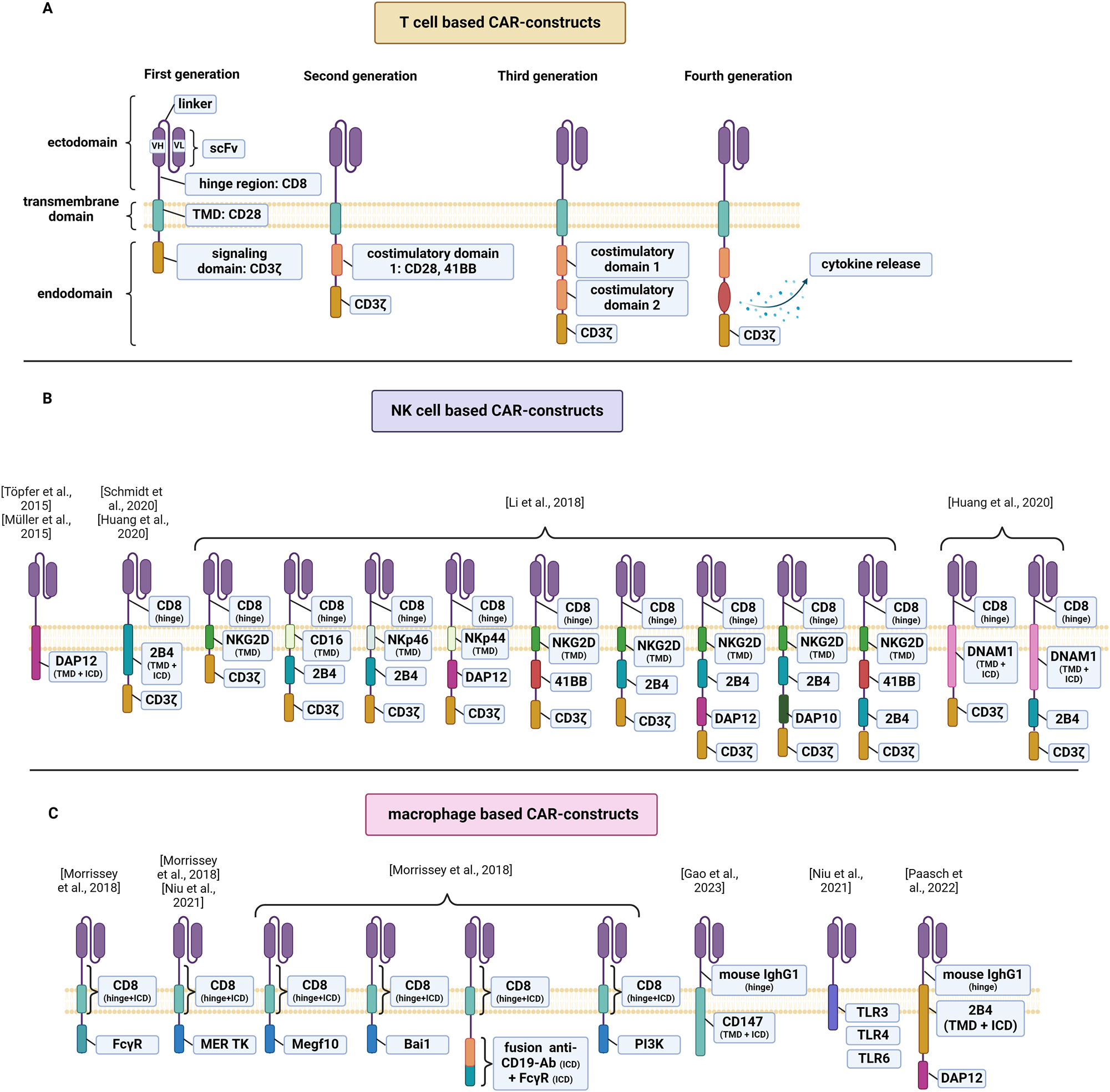 Figure 1: 
Schematic diagram of CAR structure. (A) Overview of the structural components of first, second, third and fourth generation CAR for T-cells. (B) Overview of CAR for CAR-NKs that incorporate signaling domains adapted to innate intracellular signaling pathways of macrophages. (C) Overview of CAR for CAR-MΦ that incorporate signaling domains adapted to innate intracellular signaling pathways of macrophages. Single chain variable fragment, scFv; transmembrane domain, TMD; intracellular domain, ICD.
