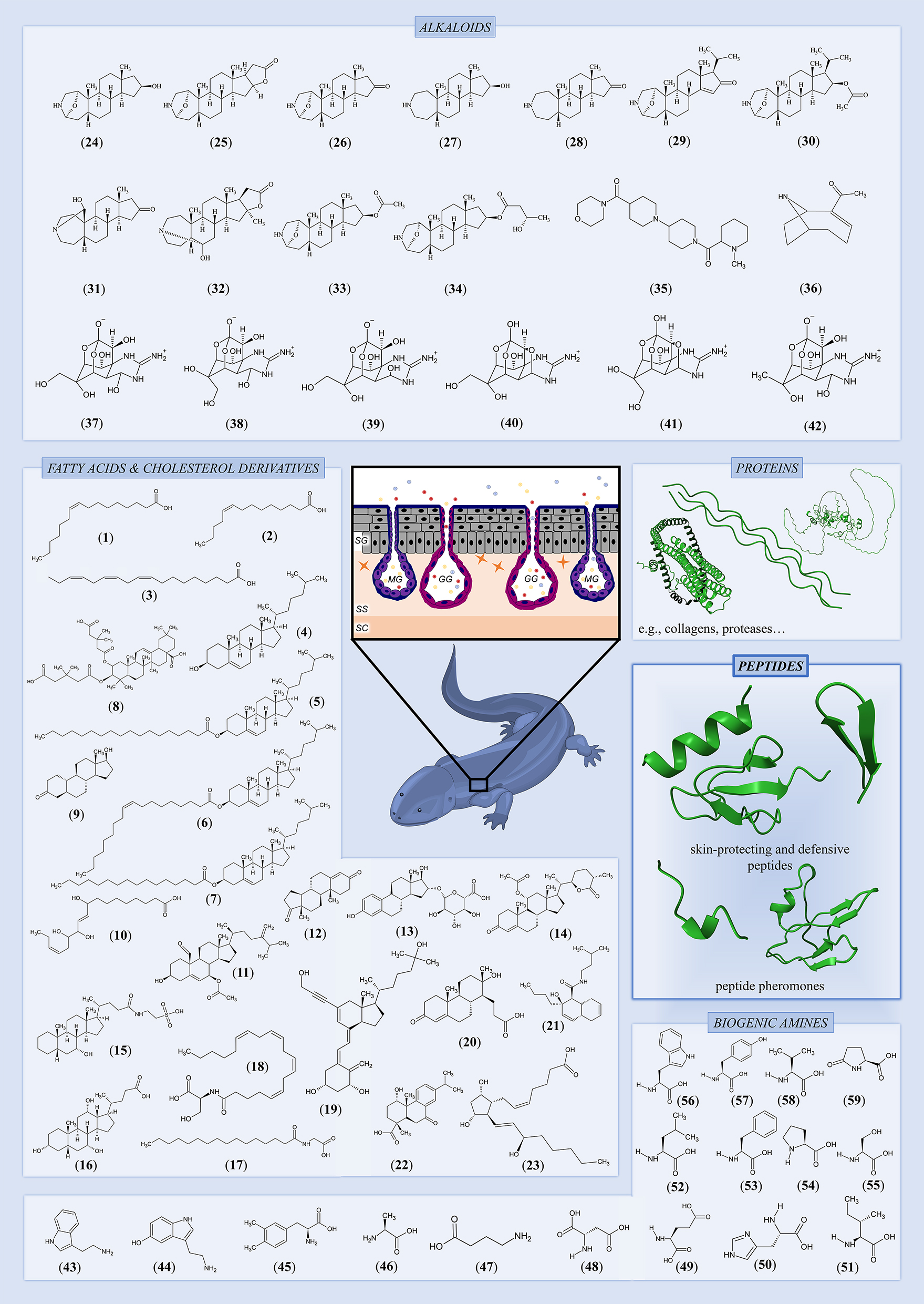 Figure 1: 
Chemical composition of caudate amphibian skin secretions. On the skin of caudates, several different classes of substances were identified, encompassing fatty acids and cholesterol derivatives (i.e., 1: Palmitoleic acid, 2: myristoleic acid, 3: linolenic acid, 4: cholesterol, 5: cholesteryl stearate, 6: cholesteryl oleate, 7: cholesteryl palmitate, 8: (2α,3β)-2,3-bis[(4-carboxy-3,3-dimethylbutanoyl) oxy]olean-12-en-28-oic acid, 9: dihydronandrolone, 10: (15Z)-9,12,13-trihydroxy-15-octadecenoic acid, 11: nebrosteroid L, 12: androstenedione, 13: 16-alpha-17-beta-estriol, 14: minabeolide-8, 15: taurochenodeoxycholic acid, 16: cholic acid, 17: palmitoyl glycine, 18: N-arachidonoyl serine, 19: 1α,25-dihydroxy-11-(3-hydroxy-1-propynyl)-9,11-didehydro-vitamin D3, 20: testolic acid, 21: caldorin, 22: lophachinin D, 23: 15(R)-PGF2α), alkaloids (i.e., 24: samandarine, 25: samandaridine, 26: samandarone, 27: samanine, 28: samanone, 29: samandenone, 30: samandinine, 31: cycloneosamandione, 32: isocycloneosamandarine, 33: O-acetyl-samandarine, 34: O-(S)-3-hydroxybutanoylsamandarine, 35: (1-methyl-2-azepanyl)[4-(4-morpholinylcarbonyl)-1,4′-bipiperidin-1′-yl]methanone, 36: anatoxin-a (ATX-a), 37: TTX, 38: 6-epi-TTX, 39: 4-epi-TTX, 40: 4,9-anhydro-TTX, 41: 4,9-anhydro-6-epi-TTX, 42: 11-deoxy-TTX), biogenic amines (i.e., 43: tryptamine, 44: serotonin, 45: l-DOPA, 46: alanine, 47: γ-aminobutyric acid, 48: aspartic acid, 49: glutamic acid, 50: histidine, 51: isoleucine, 52: leucin, 53: phenylalanine, 54: proline, 55: serine, 56: tryptophane, 57: tyrosine, 58: valine, 59: pyroglutamic acid), proteins, and peptides. GG, granular gland; MG, mucous gland; SG, stratum germinativum; SS, stratum spongiosum; SC, stratum compactum.
