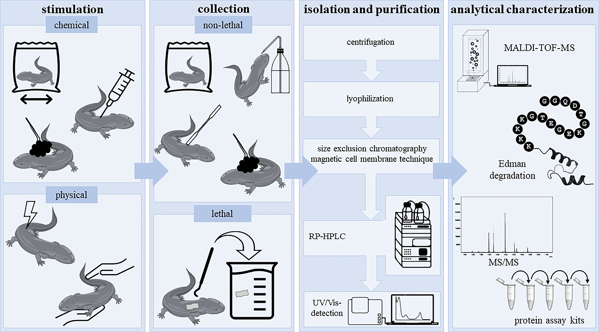 Figure 2: 
Stimulation, collection, extraction, and analytical characterization of caudate amphibian secretions. The so far reported collection protocols for secretions from caudate amphibians are summarized. After chemical or physical stimulation, the secretions can be collected from living caudates (e.g., by rinsing and swabbing). When using the lethal collection method skin is cut off followed by a homogenization step. Homogenates and/or secretions are then centrifuged, lyophilized, separated and analytically characterized (e.g., by MALDI-TOF-MS and Edman sequencing).
