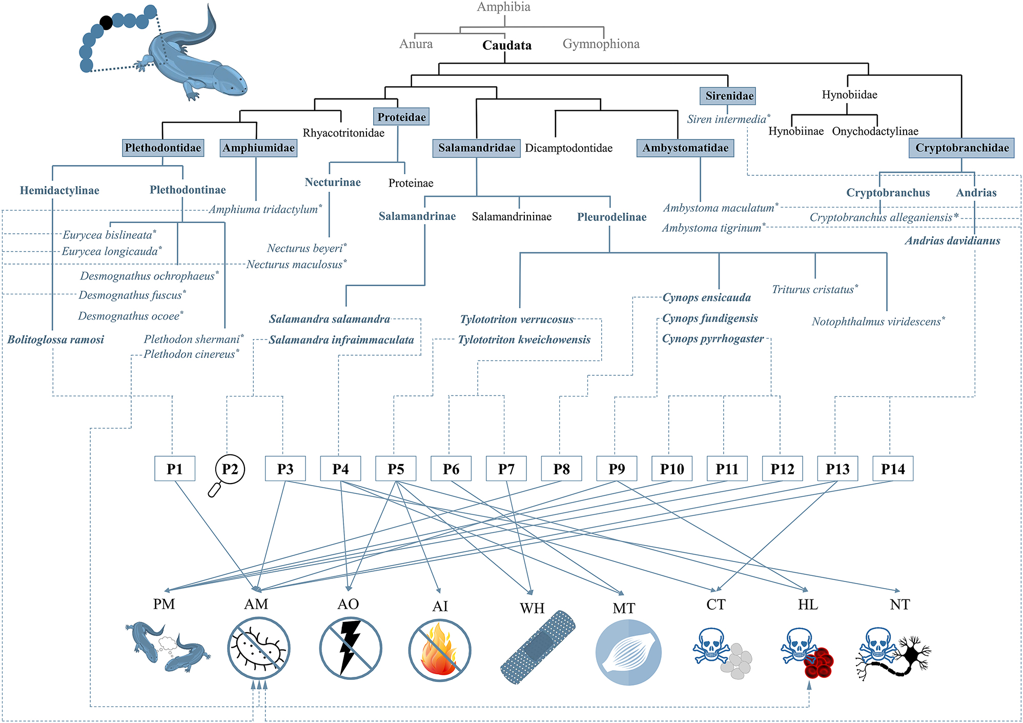 Figure 5: 
Overview of caudates with confirmed skin peptides and their so far shown bioactivities. According to the current state of knowledge, the species that were found to have peptides on their skin belong to the seven families Ambystomatidae, Amphiumidae, Cryptobranchidae, Plethodontidae, Proteidae, Salamandridae, and Sirenidae. Species, in which only the presence of peptides was confirmed but without further, detailed analysis are highlighted with “*”. Four skin peptides are amphibian pheromones (i.e., P8, P10, P11, and P12), two peptides (i.e., P1 and P14) show exclusively an antimicrobial activity, and one peptide acts only myotropically (P6). Antillatoxin B (P3) is an antimicrobial and neurotoxic peptide, while CFBD-1 (P9) shows antimicrobial and hemolytic activity, and Ad-Cath (P13) is antimicrobial and cytotoxic. Tylotoin (P7) shows its wound-healing bioactivity. The other wound-healing peptide, Tk-Cath (P5), shows in addition hemolytic, antioxidant, and antiinflammatory activities. For salamandrin-I (P4), an antioxidant, cytotoxic and myotropic bioactivity is known. The bioactivity of infraim-I (P2) has not yet been elucidated. AM, antimicrobial; CT, cytotoxic; NT, neurotoxic; HL, hemolytic; AO, antioxidant; AI, antiinflammatory; WH, wound-healing; PM, pheromonal; MT, myotropic.
