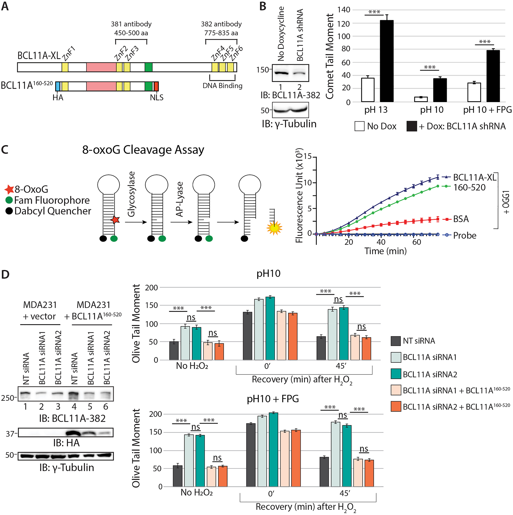 The BCL11A transcription factor stimulates the enzymatic