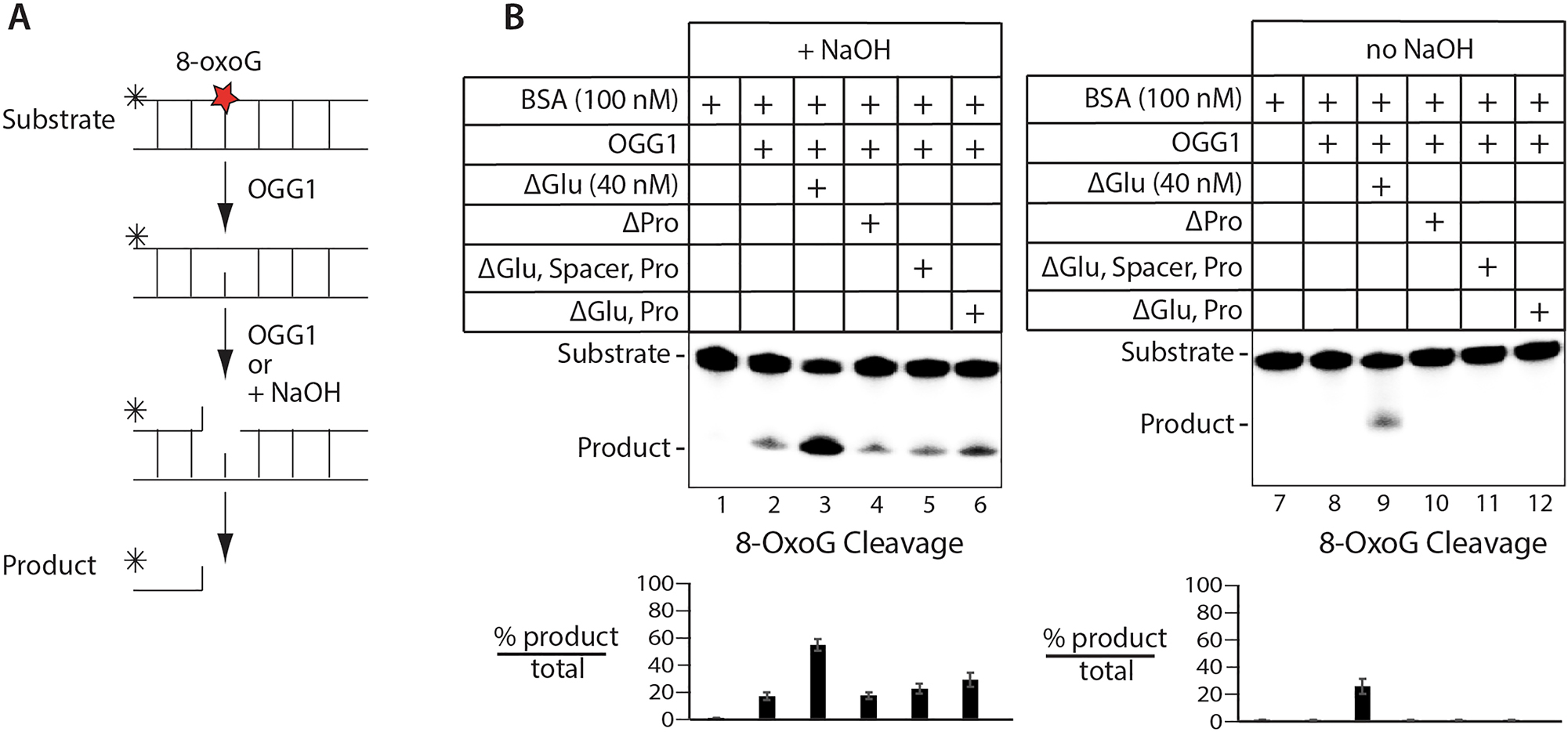 The BCL11A transcription factor stimulates the enzymatic