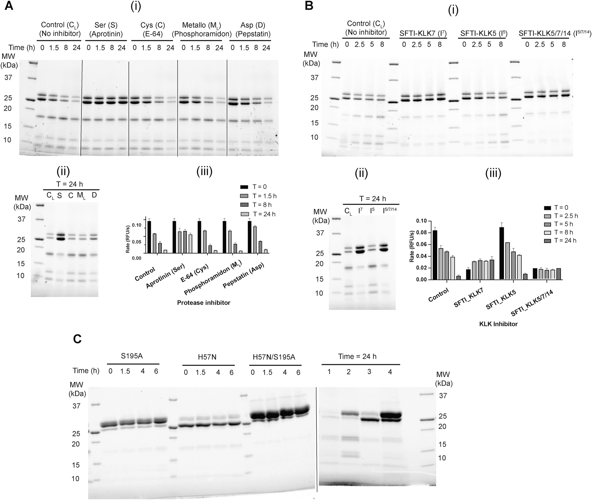 Figure 2: 
KLK7 undergoes autolysis. Effect of protease family-specific, and individual protease-specific inhibitors on the proteolysis of KLK7 was probed. Purified active KLK7 (150 μg) expressed in CHO cells was subjected to buffer exchange to 25 mM CHES pH 9.0, 100 mM NaCl, and concentrated to ∼5 mg/mL. (A) Protease inhibitors aprotinin, E-64, phosphoramidon (500 μM each), and pepstatin A (200 μM) were incubated with KLK7 (∼4.5 mg/mL) at 37 °C for 24 h. At various times, two aliquots were removed from each solution; one was quenched with 1× reducing Laemmli buffer, heated at 95 °C for 2 min, and analyzed by SDS-PAGE under reducing condition, while the other was diluted in assay buffer and used for monitoring KLK7 protease activity using the fluorescence-based kinetic assay. (i) Time course over the first 8 h; (ii) comparison of proteolysis after 24 h; (iii) proteolytic activity of KLK7 measured using fluorescence based kinetic assay. (B) Similar procedure was adopted for incubation of KLK7 with SFTI-1-derived inhibitors SFTI-KLK7 (I7), SFTI-KLK5 (I5) and SFTI-KLK5/7/14 (I5/7/14) that are specific for KLK7, KLK5, and KLK5/7/14, respectively. Enzyme solutions were incubated at 37 °C for 24 h (∼5 mg/mL enzyme and 500 μM SFTI-1-based inhibitor) and proteolysis was monitored as described above. (i) Time course over the first 8 h; (ii) comparison of proteolysis after 24 h; (iii) proteolytic activity of KLK7 measured using fluorescence based kinetic assay. (C) Active site variants of KLK7 are resistant to autolysis. KLK7 variants having active site serine (S195A), active site histidine (H57N) or both mutations were incubated separately at 37 °C in 25 mM CHES pH 9, 150 mM NaCl, and monitored for autolysis as described in Supplementary Figure S1 and materials and methods. Aliquots from the initial 6 h of incubation of the time course are shown on the left panel. The samples on the right panel (right of the dotted line) after 24 h incubation are: 1. Wild-type, 2. S195A, 3. H57N, 4. H57N/S195A. Values in A (iii) and B (iii) are the mean ± SD of duplicate experiments.
