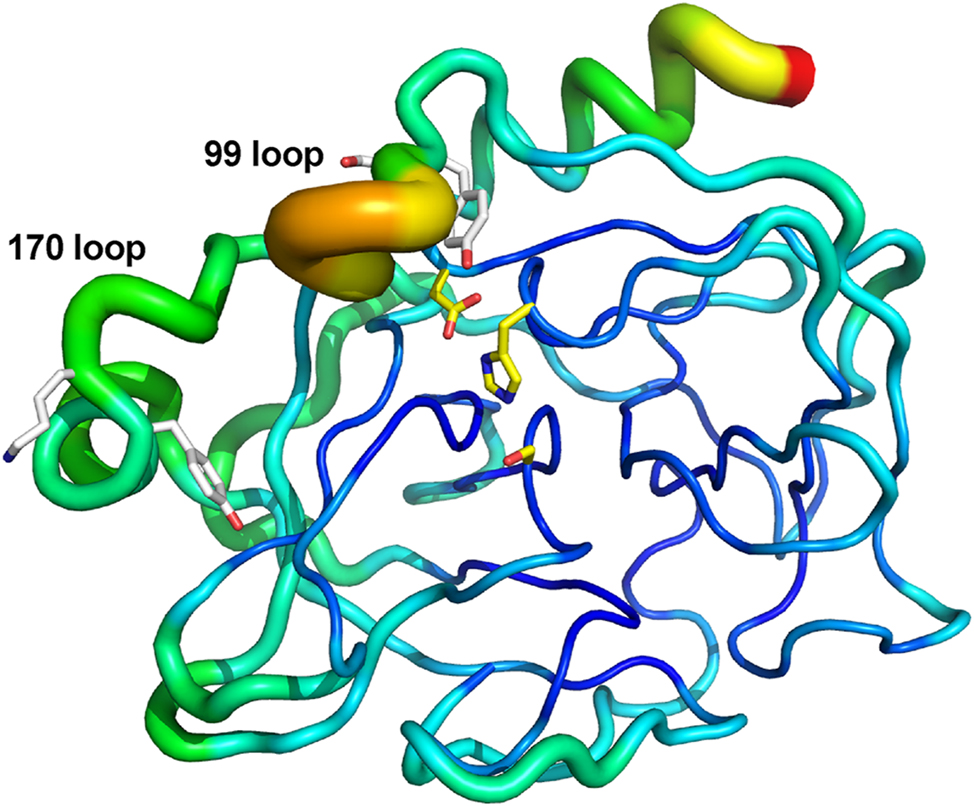 Figure 4: 
Conformational plasticity in human KLK7. B-factor putty cartoon of human KLK7 structure having no ligand bound to the active site (PDB access code 6Y4S; chain A is shown as one of the 3 monomers in the asymmetric unit). Catalytic triad residues are depicted in yellow sticks. Tyr94/Ser95 and Tyr172/Lys173 are depicted in white sticks. Regions of flexibility based on these B-factors range based on this depiction range from lower (narrow tubes in dark blue) to moderate (medium tubes in light blue, green, yellow) to higher (wide tubes in orange/red). Although Tyr94 and Tyr172 are somewhat sequestered from solvent, they reside in or near regions of higher flexibility.
