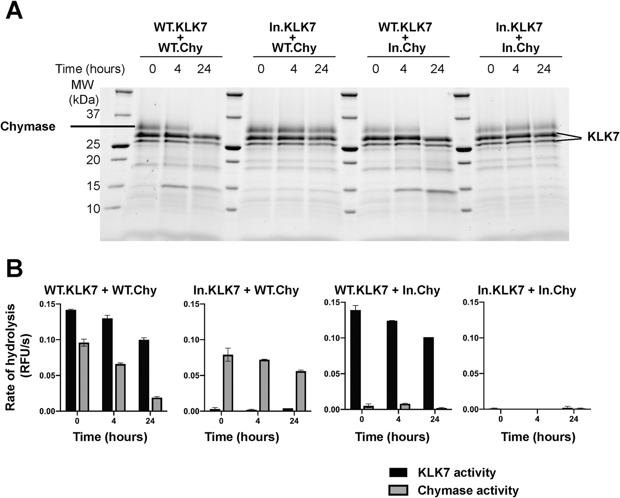 Figure 5: 
Human KLK7 proteolyzes and inactivates human chymase. (A) SDS-PAGE gel analysis of the time course of the reaction between human KLK7 and WT chymase over 24 h at 37 °C. Inactivated AEBSF-KLK7 complex (In.KLK7) and inactivated TPCK-chymase complex (In.Chy) were used as controls. The starting concentration of each enzyme or enzyme-inhibitor complex was 4 μM. (B) Activity of each aliquot at corresponding time points as in (A) was measured using a fluorogenic substrate. ES002 was used to measure KLK7 activity, while the chymase activity was measured using Suc-LLVY-AMC substrate by subtracting the activity of KLK7 control from the total measured rate of reaction. Values are the mean ± SD of duplicate independent experiments.
