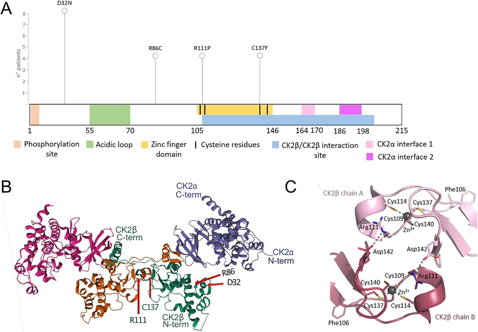Figure 1:
Localization of POBINDS variants in the CK2β protein. Linear scheme of CK2β protein, with functional domains and variants annotated (A). 3-D structure of CK2 holoenzyme, (https://www.rcsb.org/structure/4DGL, Lolli et al. 2012), with the four amino acids (D32, R86, R111, C137) labelled (B), reproduction of crystal structure of the contact area of two CK2β chains, with the set of four Zn2+-coordinating cysteines marked for each chain (C), (Unni et al. 2022) (Figure 7F), with permission of the authors.