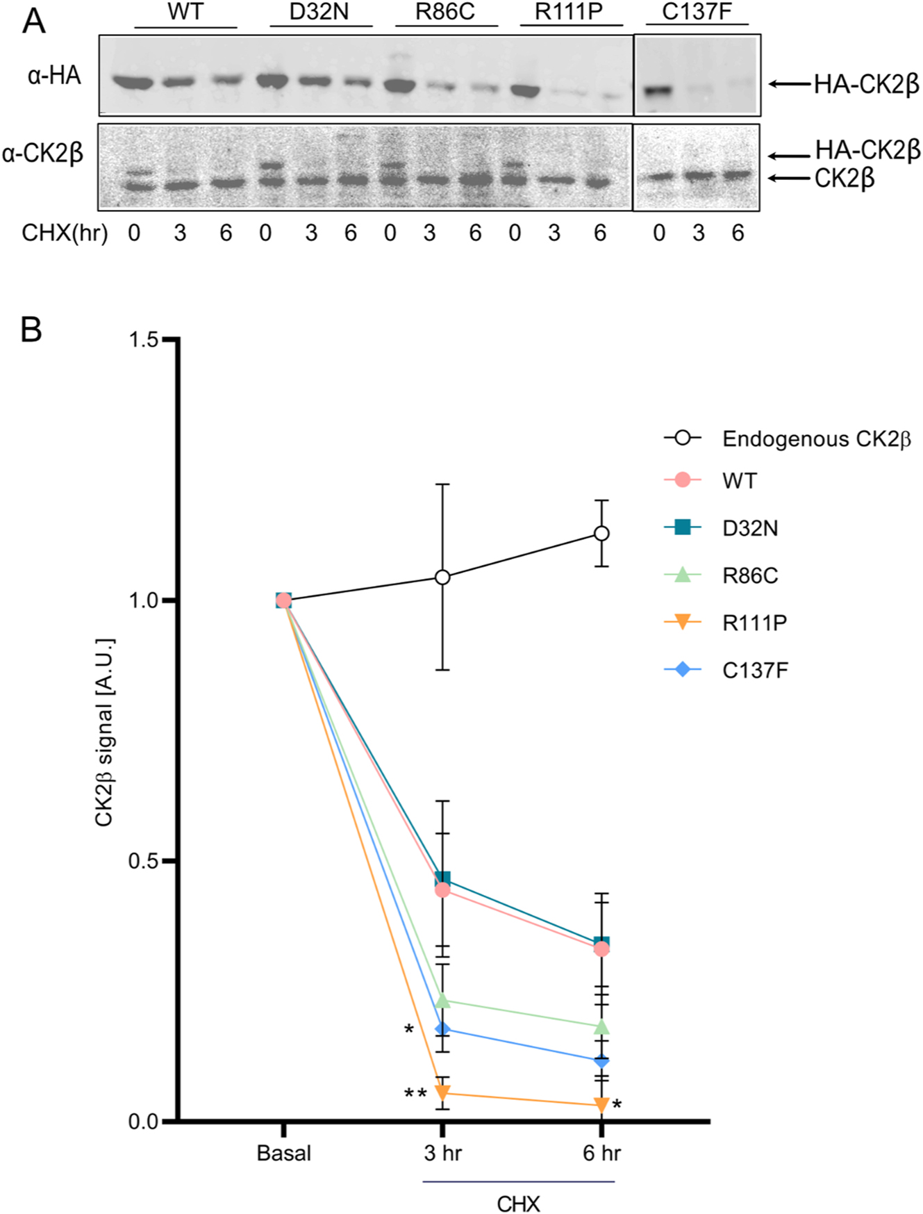 Figure 3:
Stability of mutant proteins. Cycloheximide (100 μg/ml) was added to HEK293T cells expressing WT and mutant CK2β proteins in a chase experiment over 6 h. 40 µg of protein lysate was analysed by Western blotting using anti-HA antibody. Results from three independent experiments were quantified, with basal expression levels normalized to 1. Graphs show mean value ± SEM (B). Statistical analysis was performed using two-way ANOVA test with Dunnett post-test.