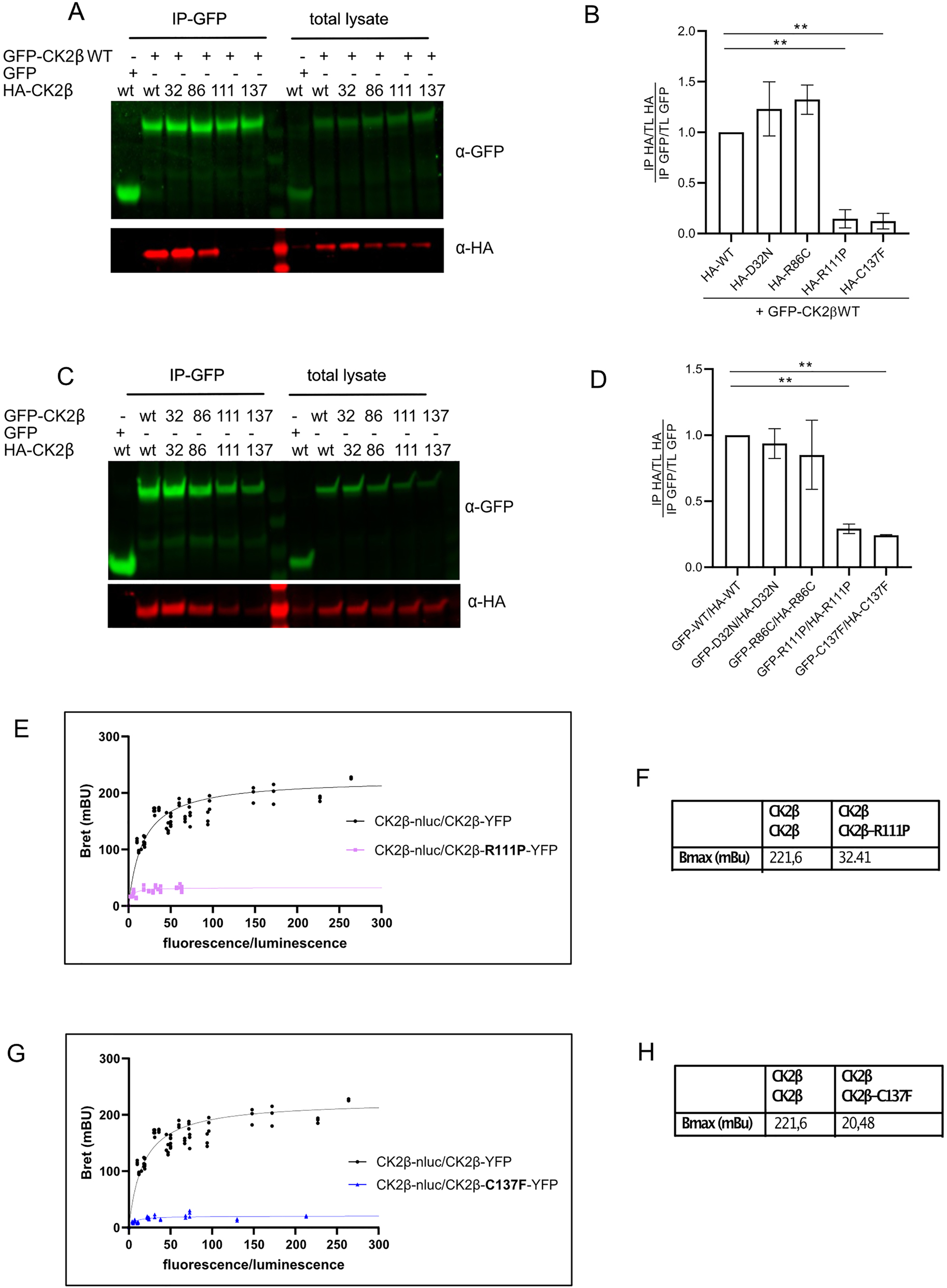 Figure 5:
CK2β homodimer formation of mutant proteins. GFP-tagged CK2β (WT) and the series of HA-tagged CK2β mutants were expressed in HEK293T cells for 24 h. After lysis, 400 µg of lysate were used for immunoprecipitation using anti-GFP magnetic beads and washed precipitates probed with anti-HA and anti-GFP antibodies (A). Quantification of three independent experiments (B). GFP-tagged CK2β (WT and mutants) and the series of HA-tagged CK2β WT and mutants were expressed in Hek293 cells for 24 h. After lysis, 400 µg were used for immunoprecipitation using anti-GFP magnetic beads and washed precipitates probed with anti-HA and anti-GFP antibodies (C). Quantification of three independent experiments (D). BRET saturation curves of homodimerization of CK2β-β in HEK293T cells transiently transfected with a constant DNA amount of CK2β-Nluc and increasing quantities of CK2β R111P-YFP mutant. The curves were fitted using a non-linear regression equation assuming a single binding site (GrapPadPrism). Results were expressed in milliBRET units (mBU, with 1 mBU corresponding to the BRET values multiplied by 1,000) (E), and for the combination of CK2β-Nluc CK2β R137F-YFP (G). BretMax values for the interaction CK2β WT with R111P (F) and C137F (H). Data were obtained with at least three separate experiments with triplicate determinations. Statistical analysis was performed using two-way ANOVA test with Dunnett post-test (B, D) or with Newman Keuls post-test (F, H).